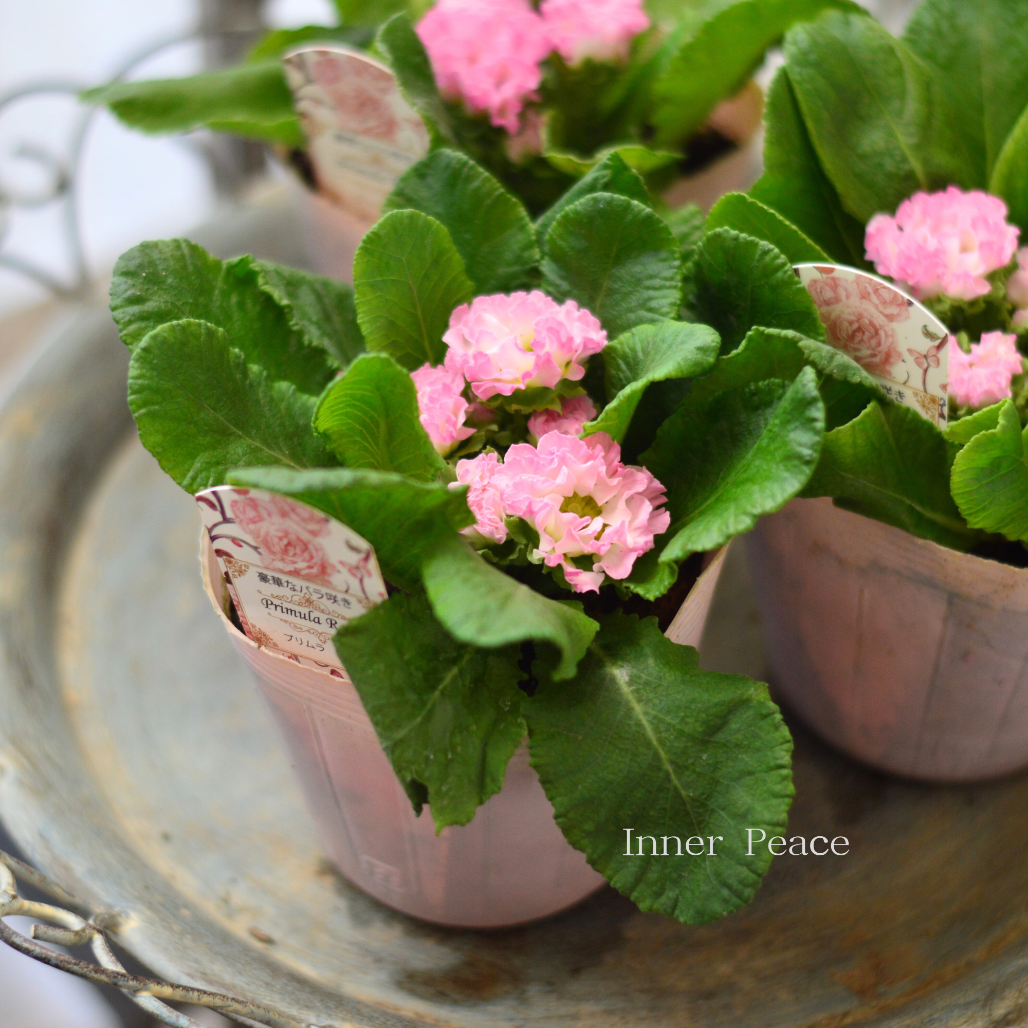 【美しい】 プリムラ・ジュリアン 『ロゼア ピンク』 3.5寸POT