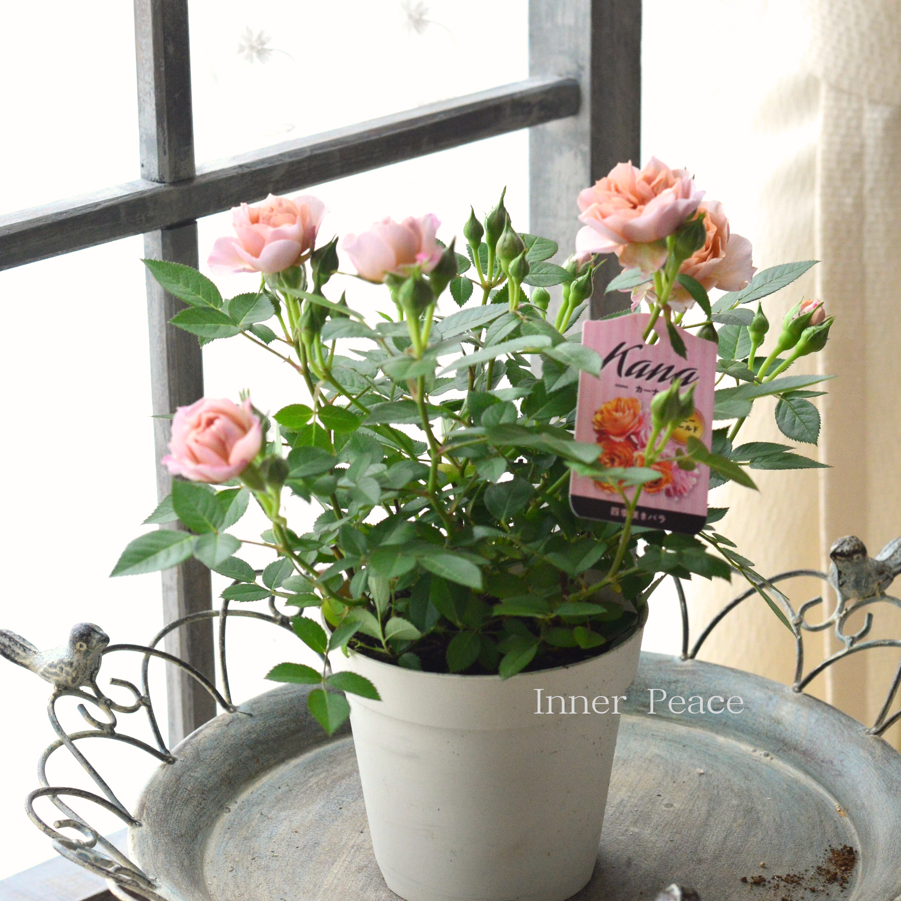 【美しい】ミニ薔薇 『カーナハニーゴールド』 4寸プラ鉢