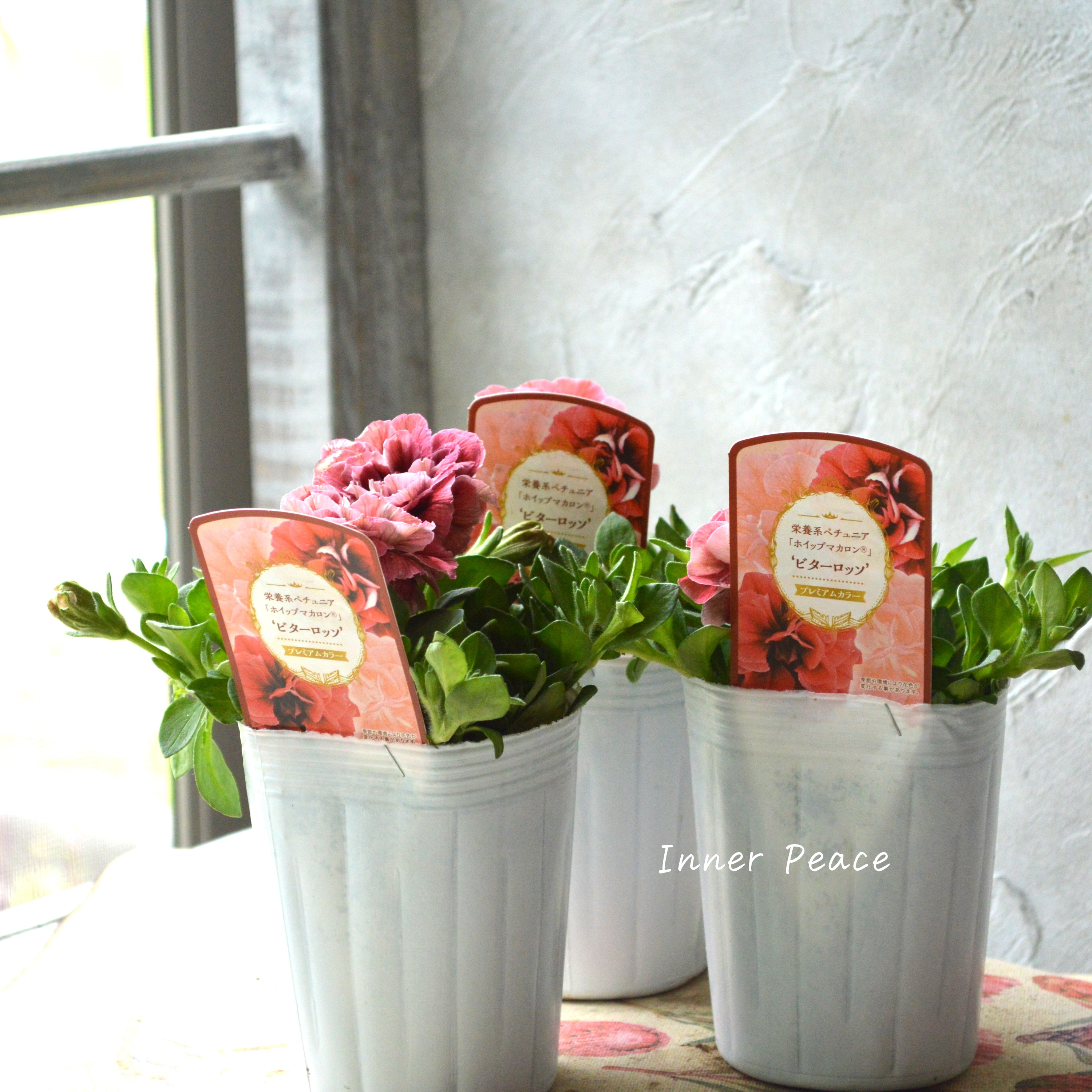 【花日和さんオリジナル】 ペチュニア 『ホイップマカロン・ビターロッソ』 3寸ロングPOT