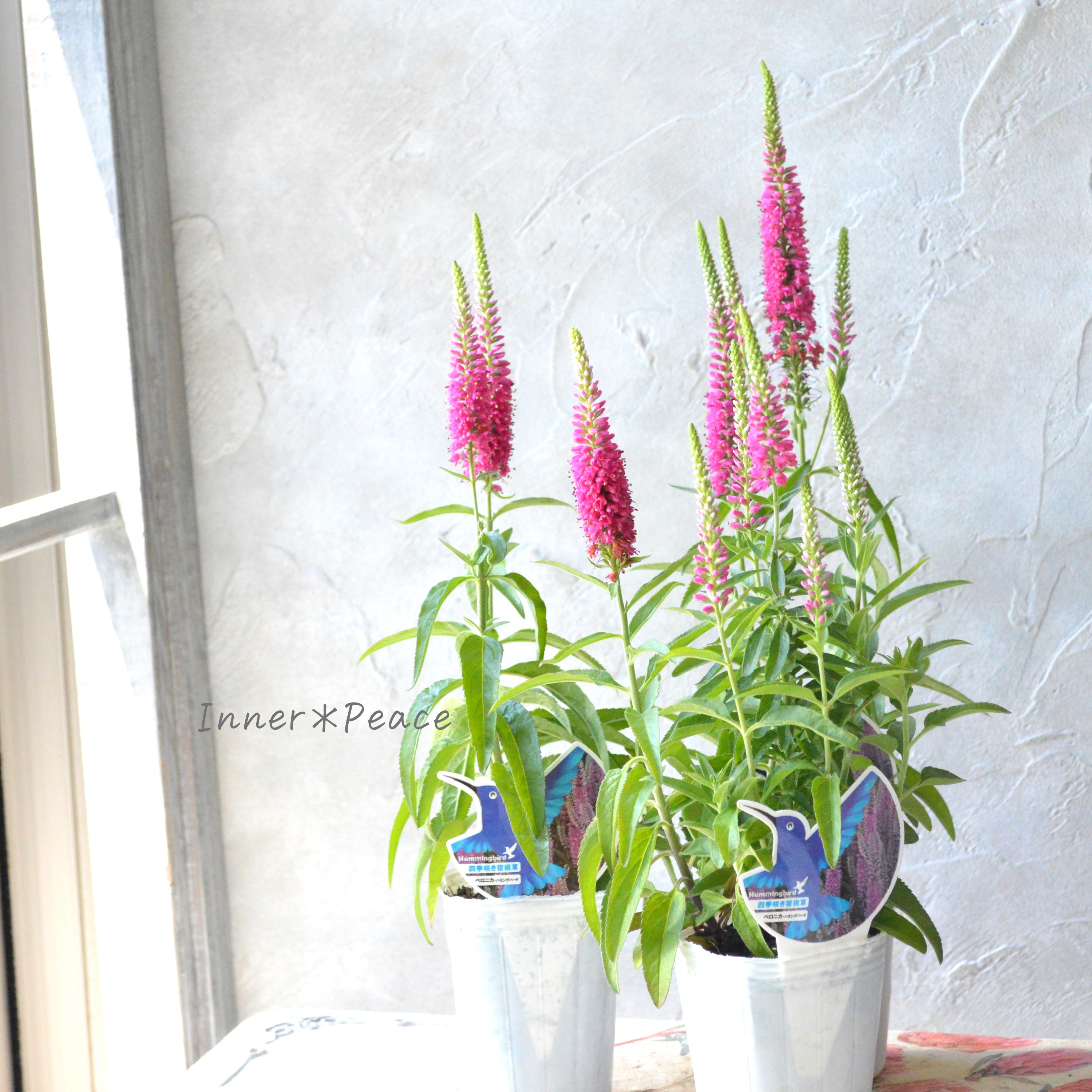 【宿根】 ベロニカ 『ハミングバード・ピンク』 2.5寸POT