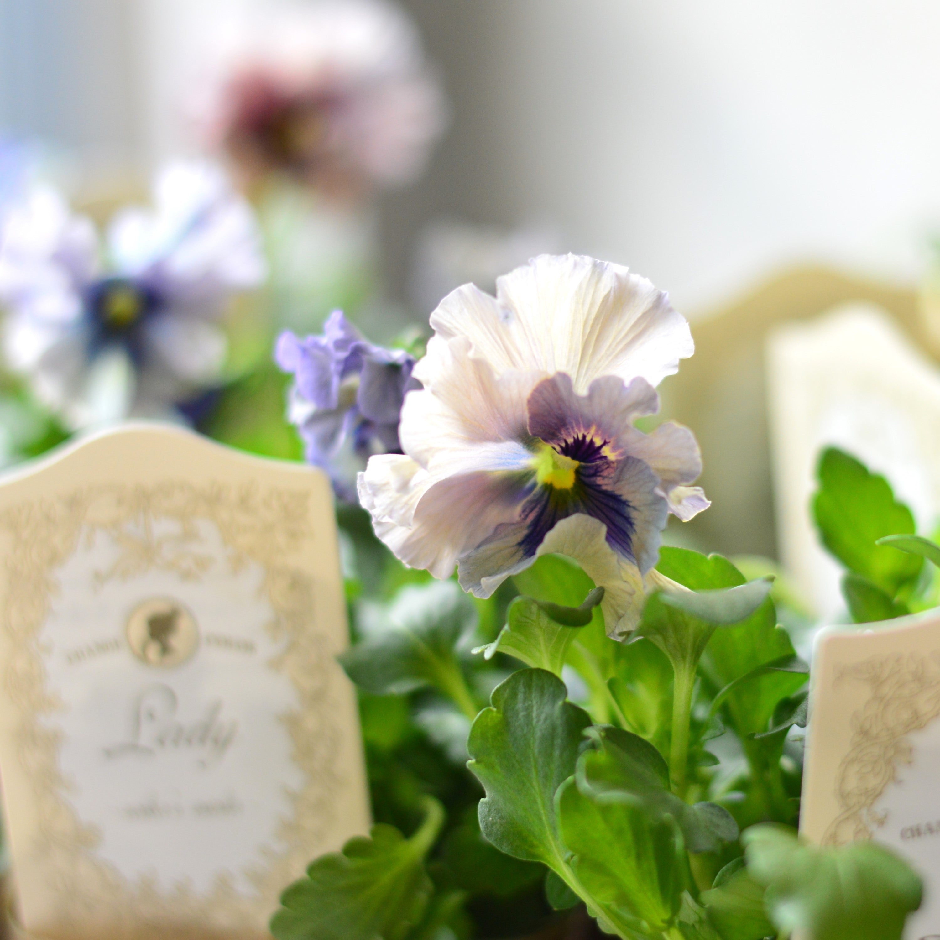 【希少】 石川園芸さんビオラ 『レディ』 3寸POT