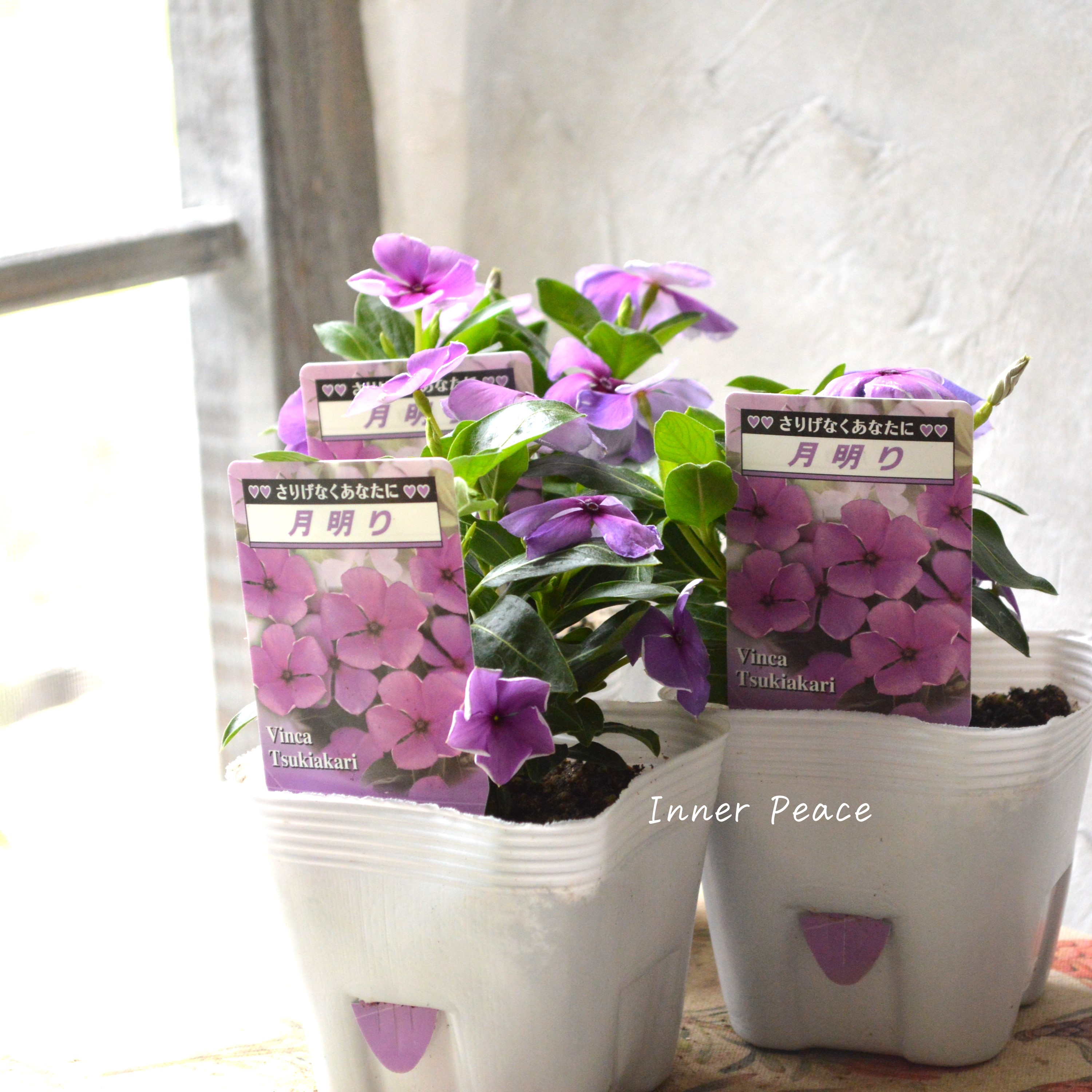 【北島園芸さん】 ニチニチソウ 『月明り』 3.5寸POT