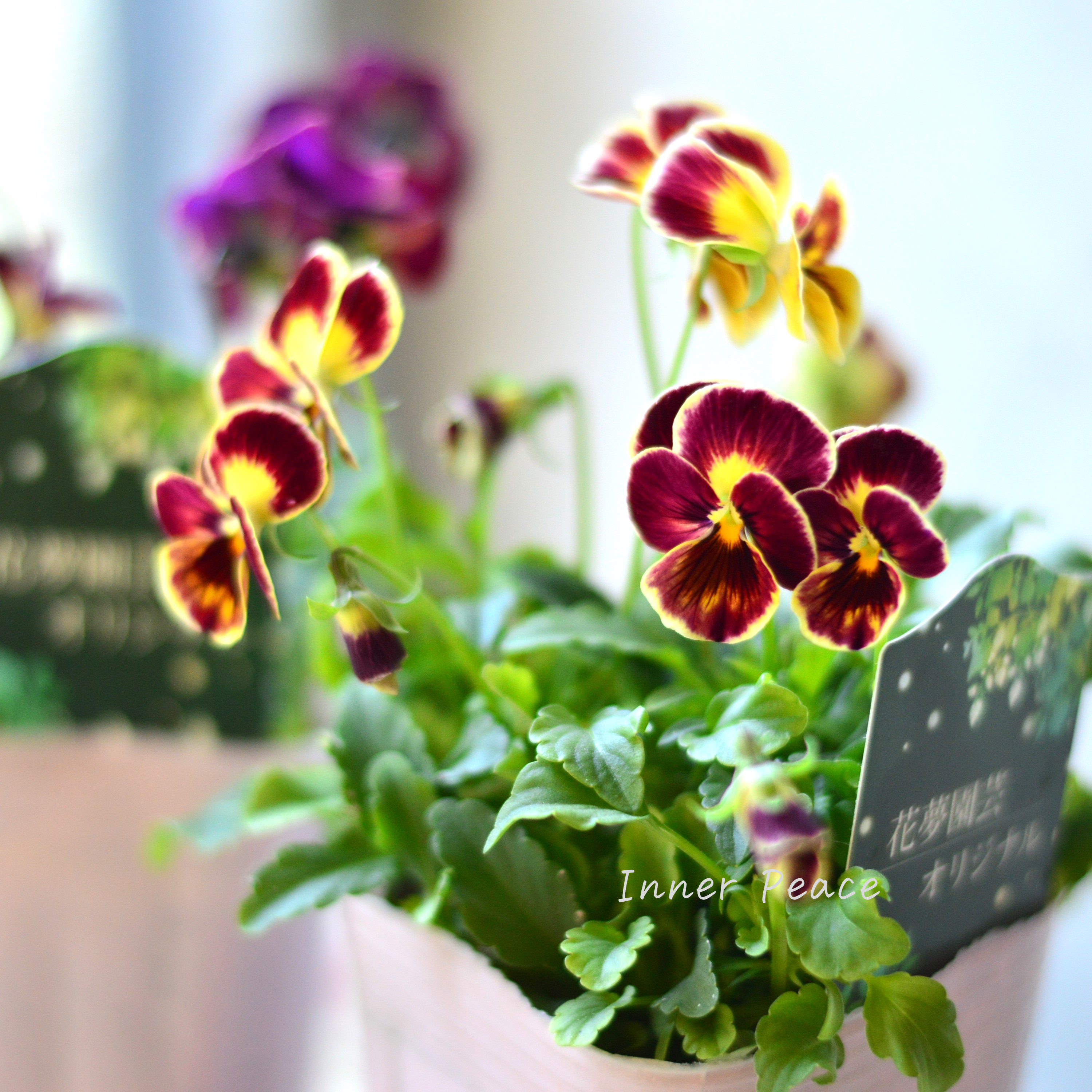 【花夢園芸さん】 ビオラ 『レッド系』 3寸ロングPOT