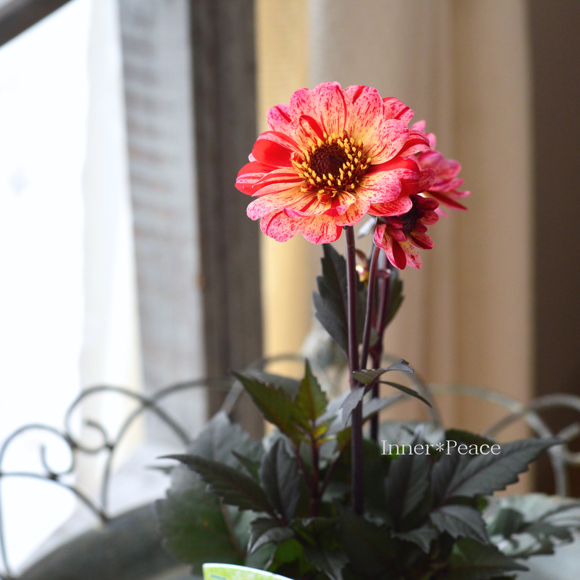 【宿根】 銅葉 ぷちダリア 『フレディー』 3.5寸POT