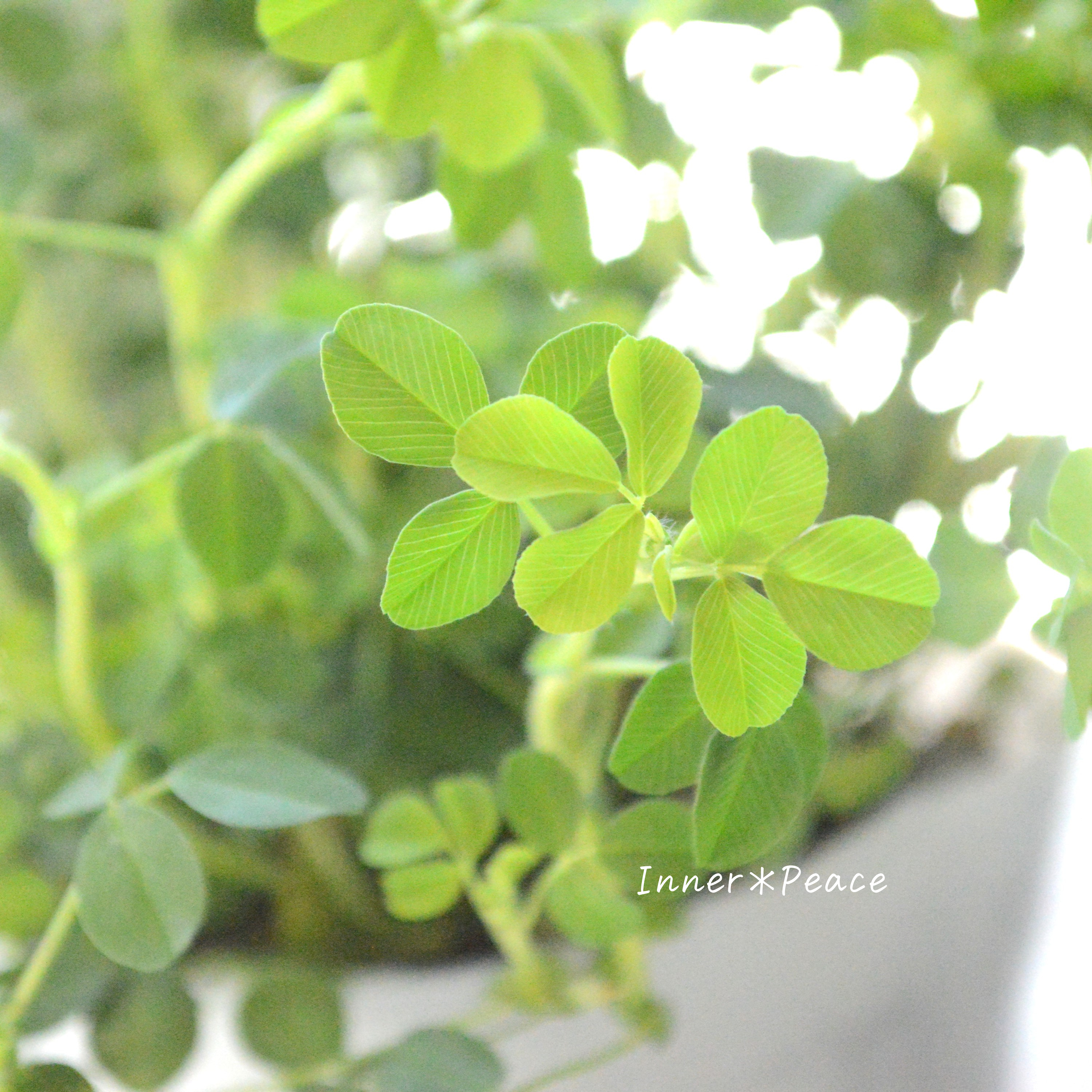 【かわいい】 トリフォニウム 『イエローリボン』 3寸POT