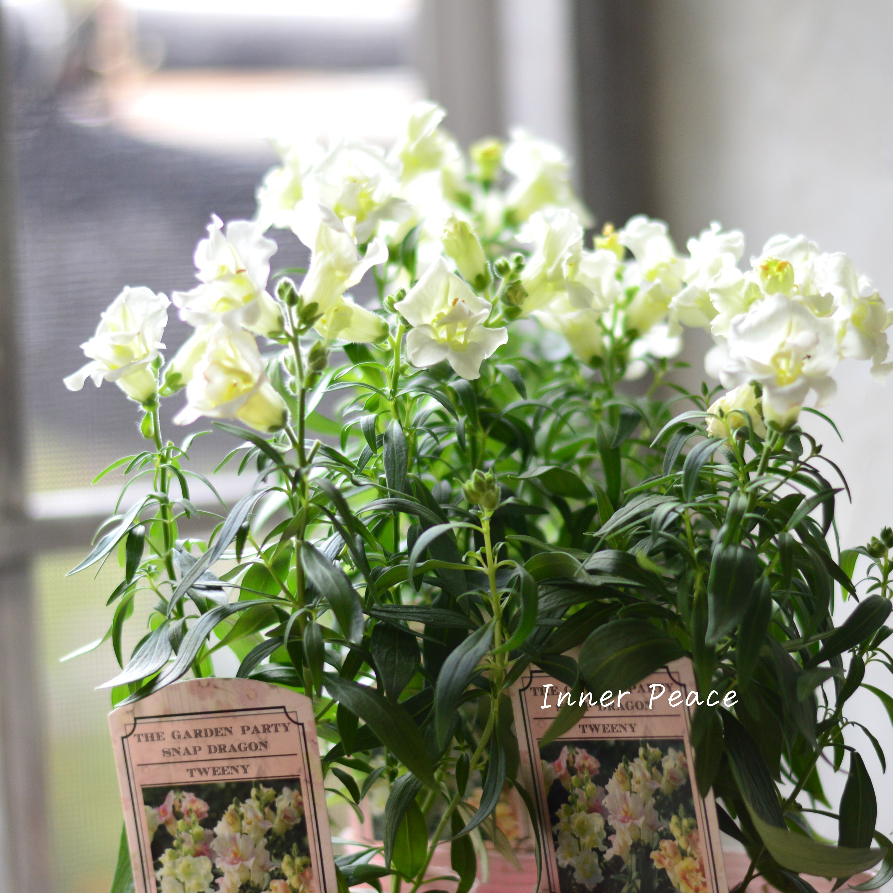 【かわいい】 キンギョソウ・トゥイニー 『ホワイト』 3寸ロングPOT