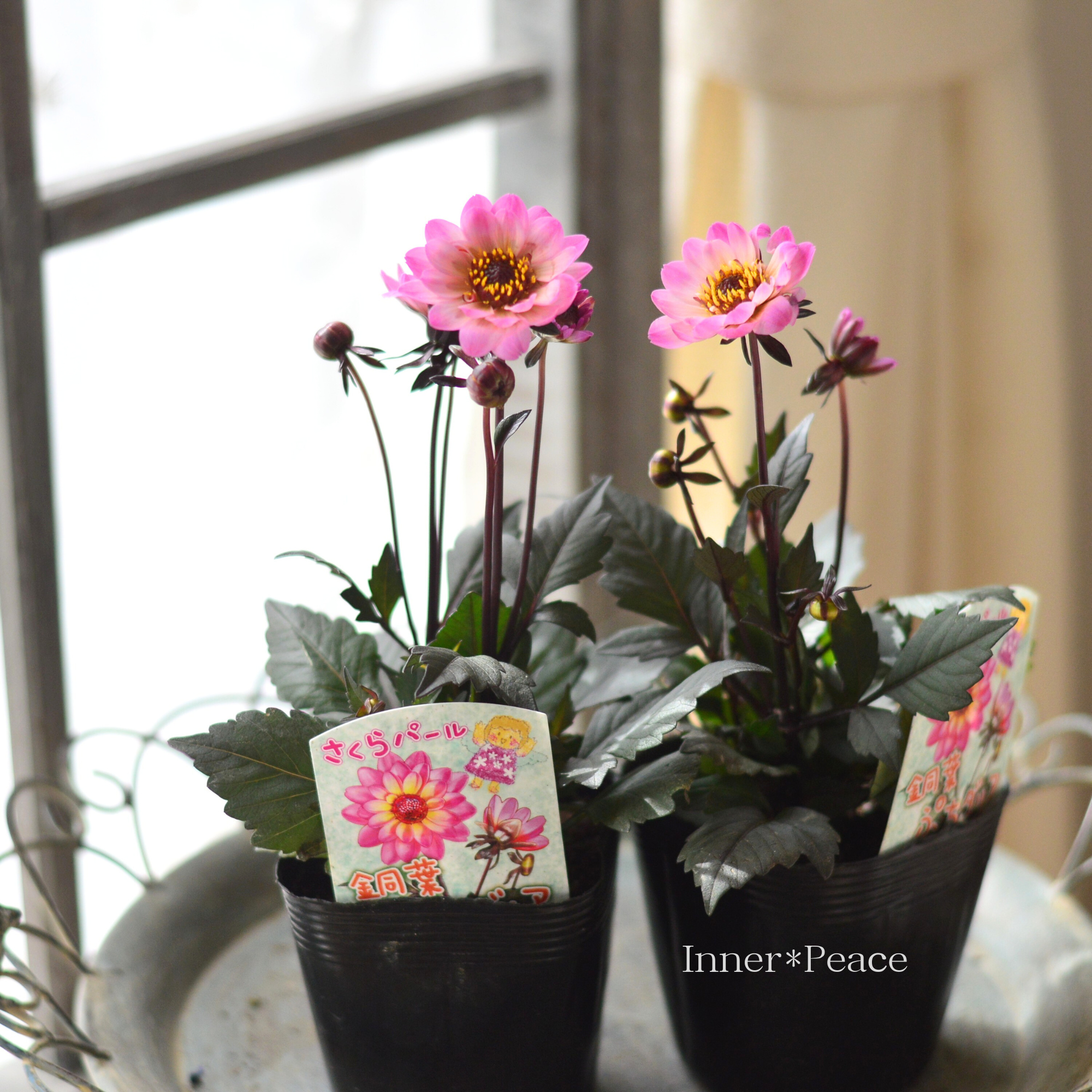 【宿根】 銅葉 ぷちダリア 『さくらパール』 3.5寸POT