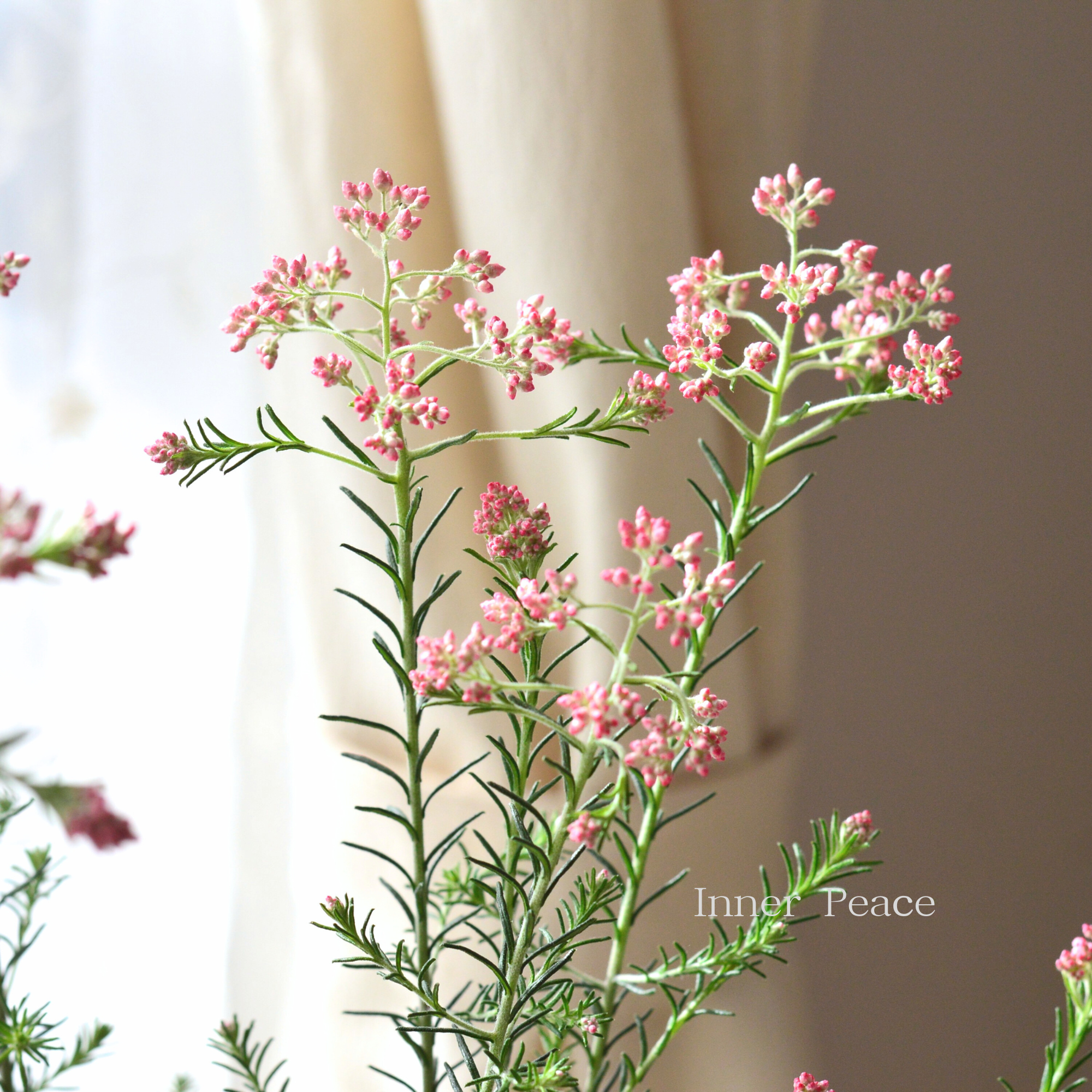 【人気】 ライスフラワー 『ピンク』 3寸ロングPOT