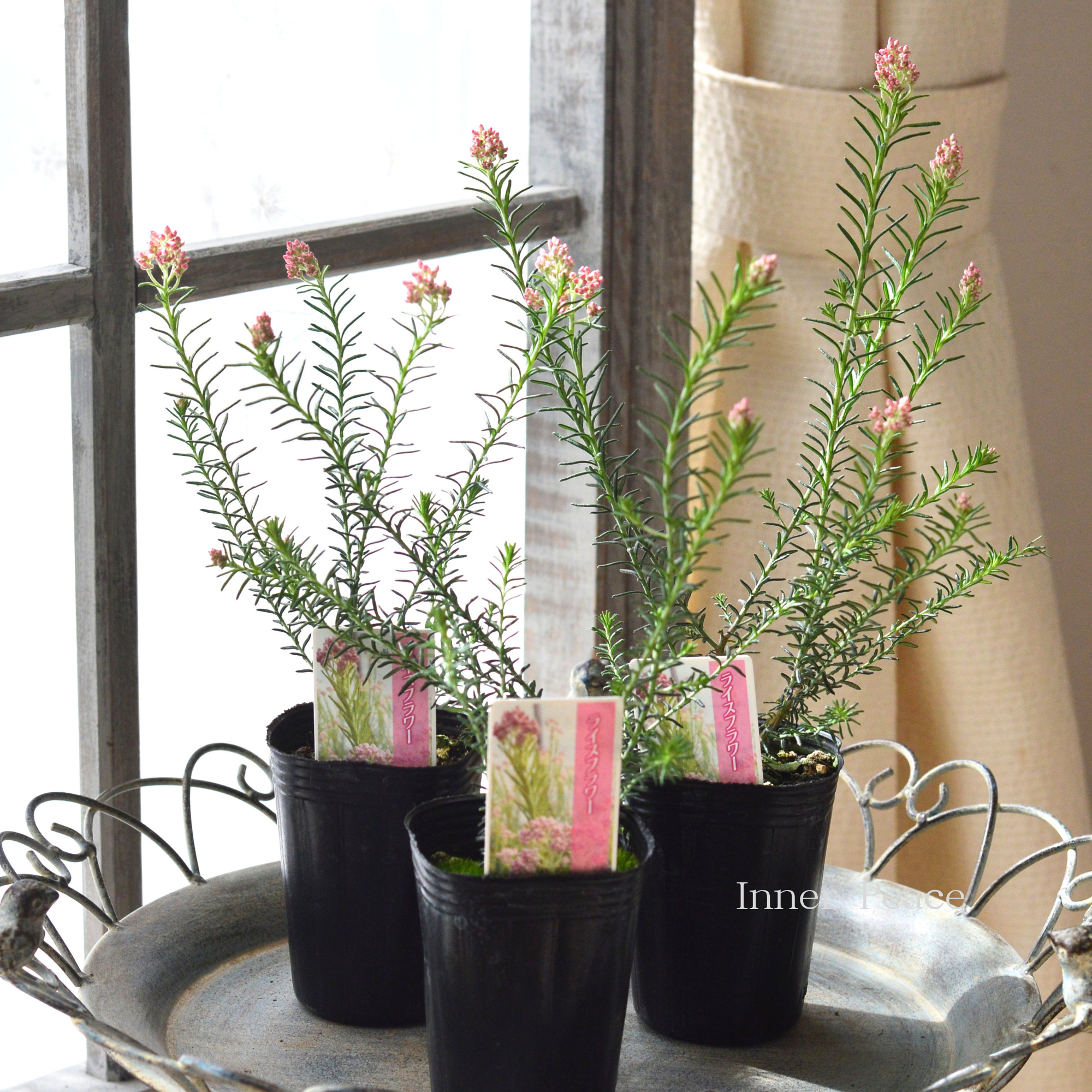 【人気】 ライスフラワー 『ピンク』 3寸POT