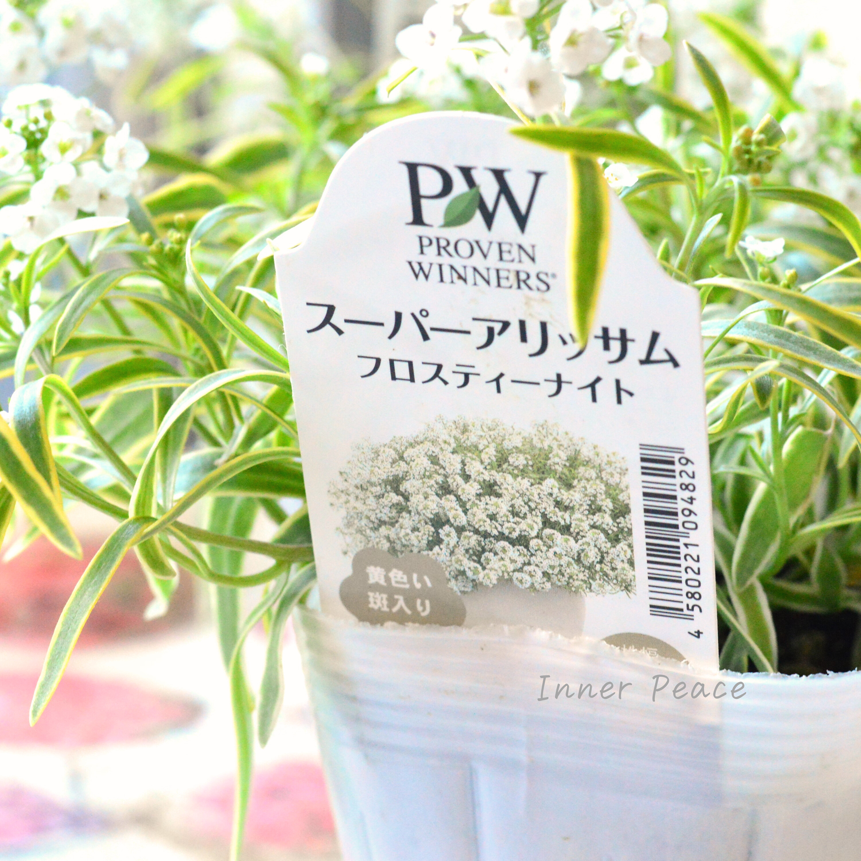 【PW】 スーパーアリッサム 『フロスティーナイト』 3.5寸POT