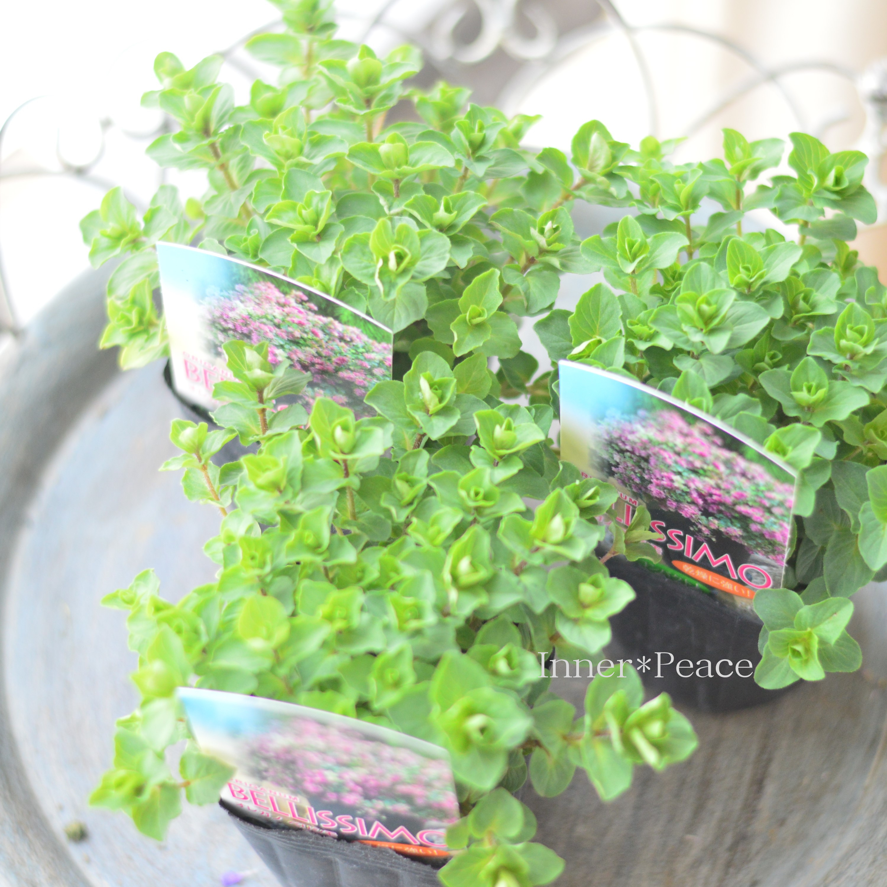 【人気】 オレガノ 『ベリシモ』 3寸POT