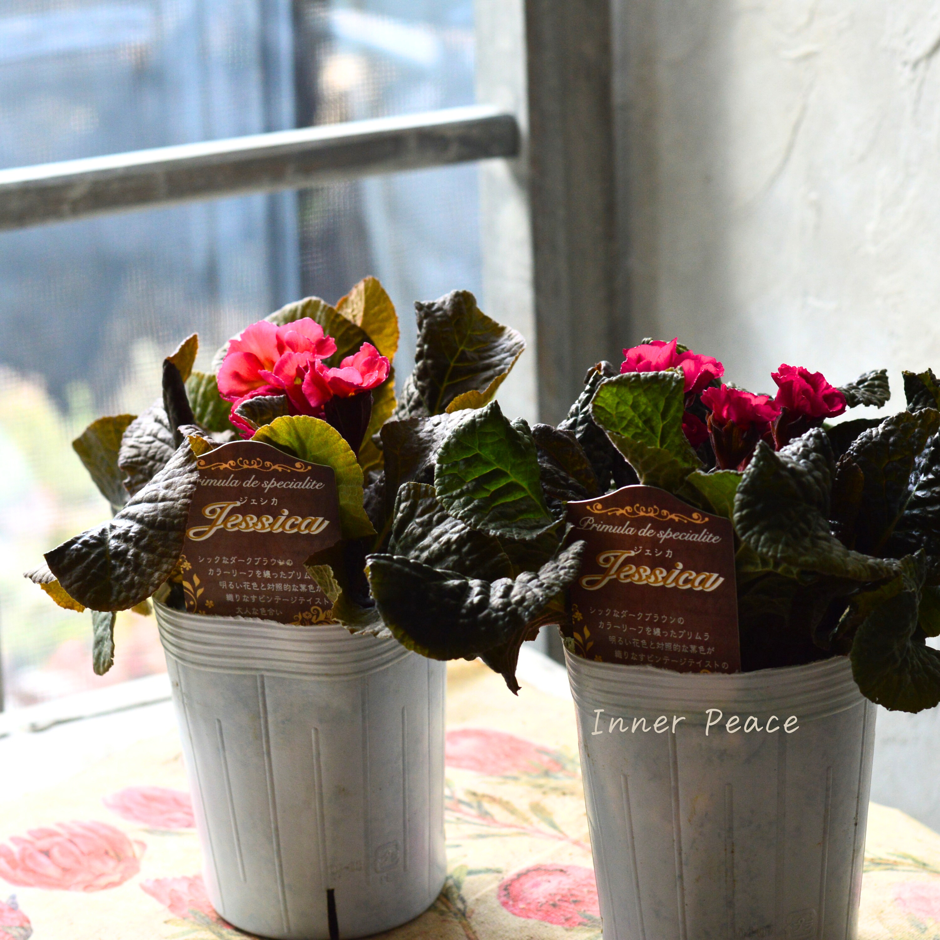 【松原園芸さん】 銅葉プリムラ 『ジェシカ・濃いピンク系』 3寸POT