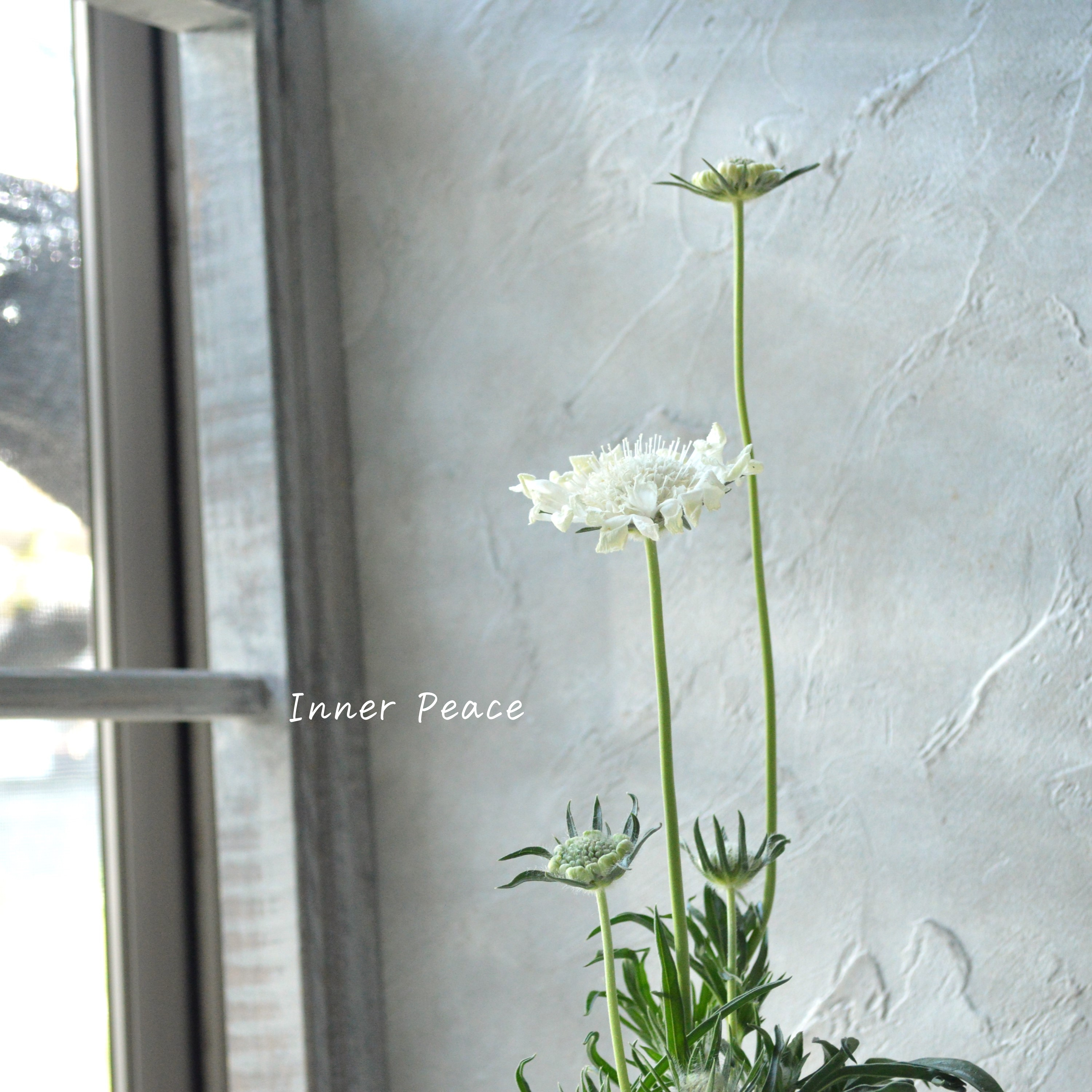 【大輪】 スカビオサ 『ファーマ・ホワイト』 3.5寸POT