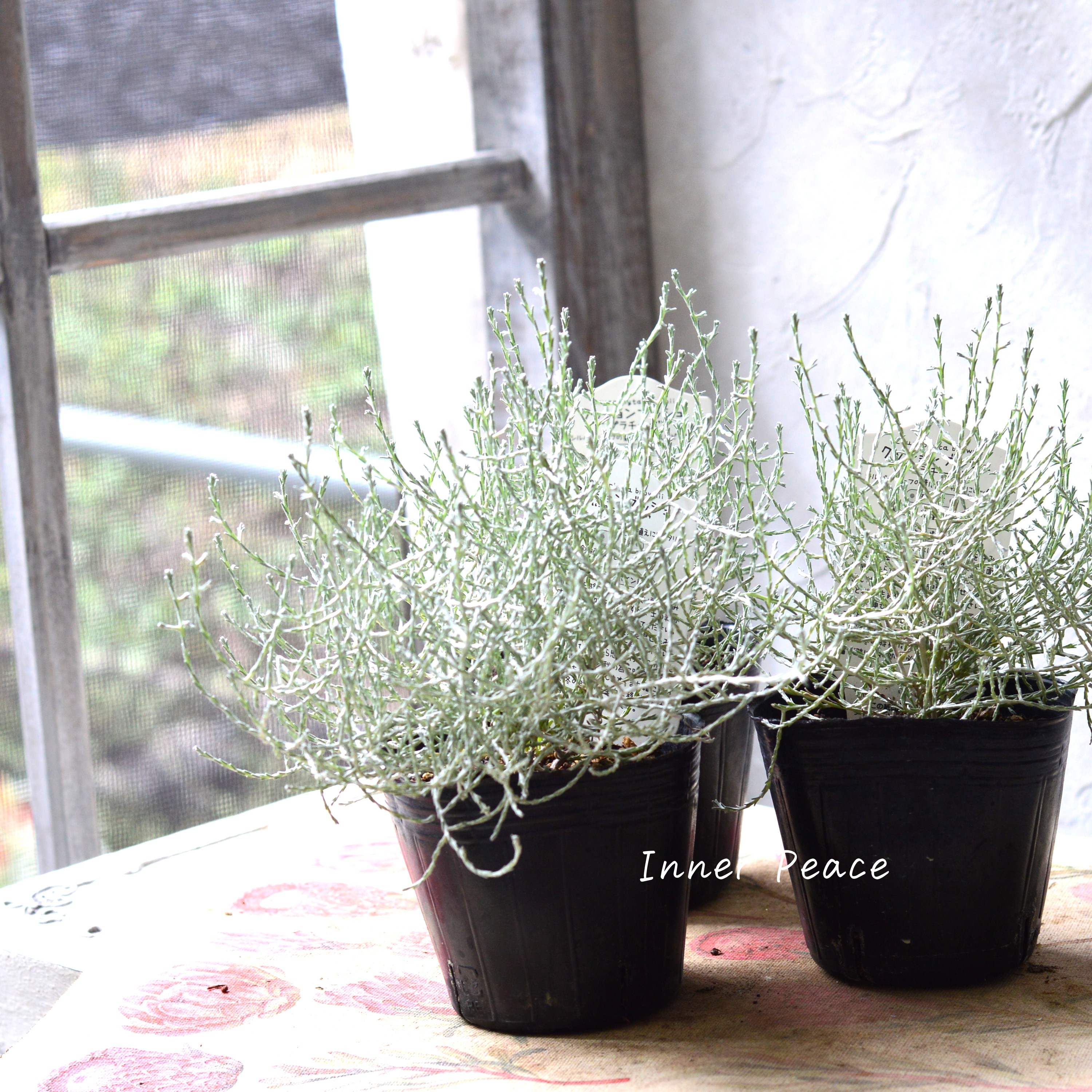 【寄せ植えに】 プラチーナ 3寸POT