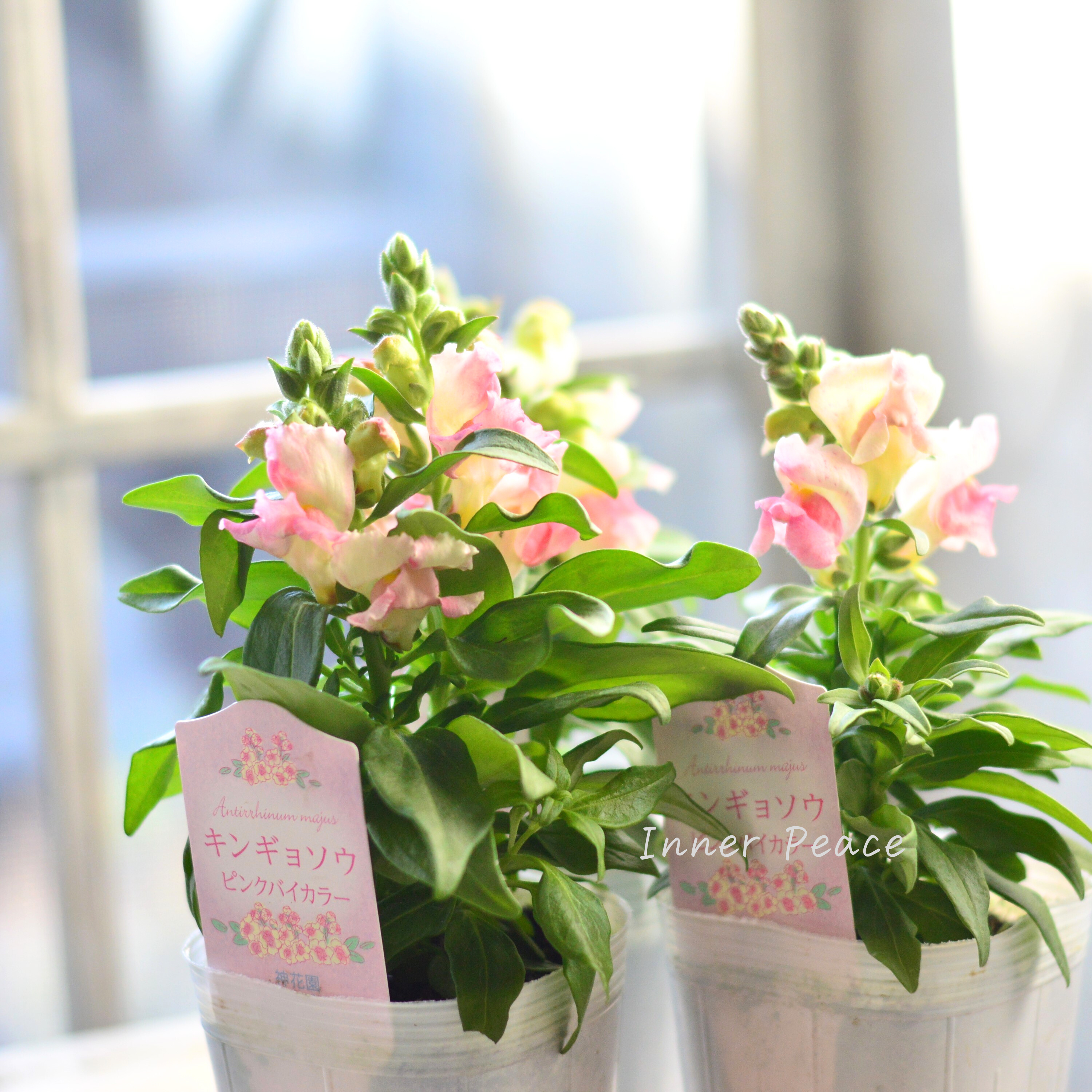 【かわいい】 キンギョソウ 『キャンディートップス・ピンクバイカラー』 3寸ロングPOT