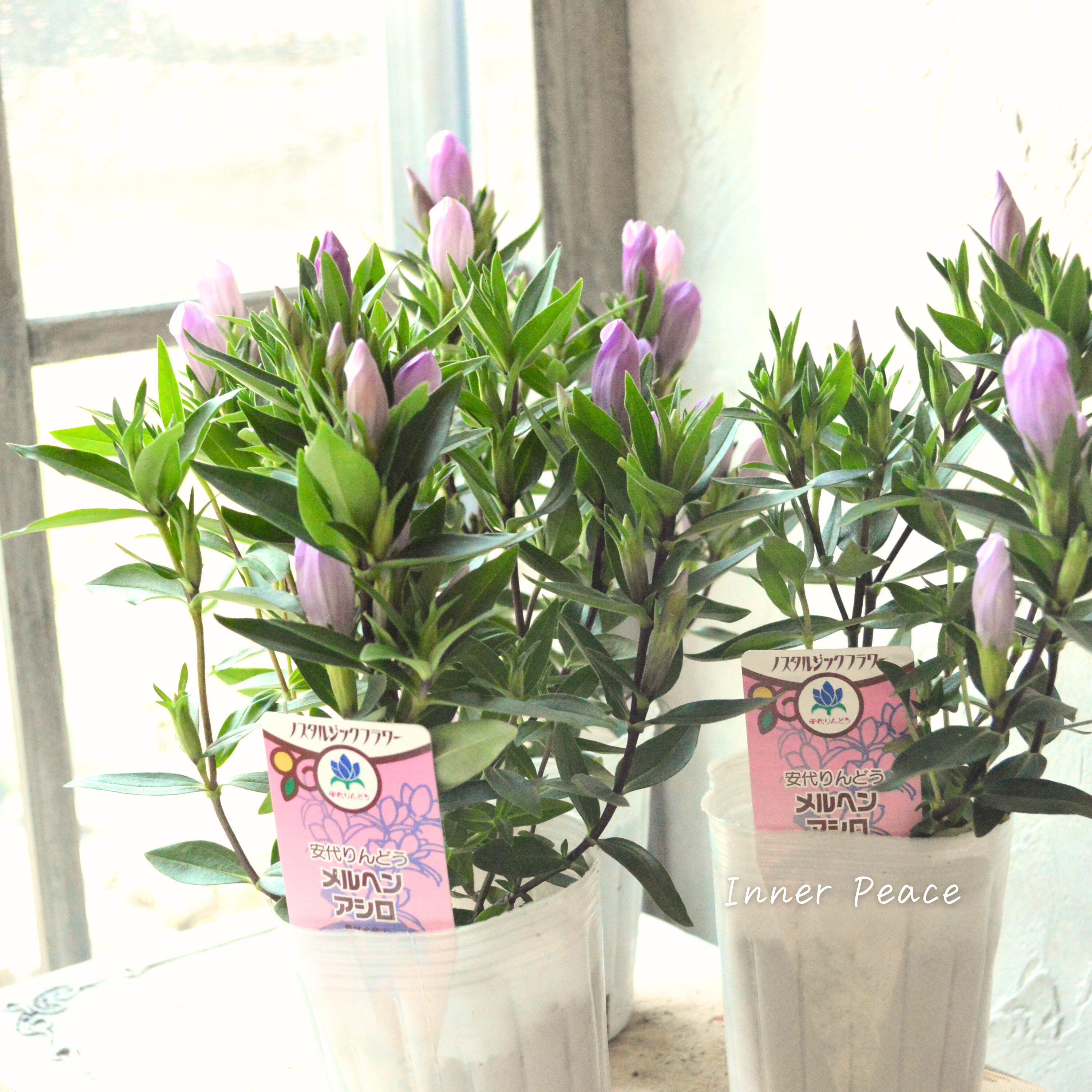 【宿根】 リンドウ 『メルヘンアシロ』 3寸POT