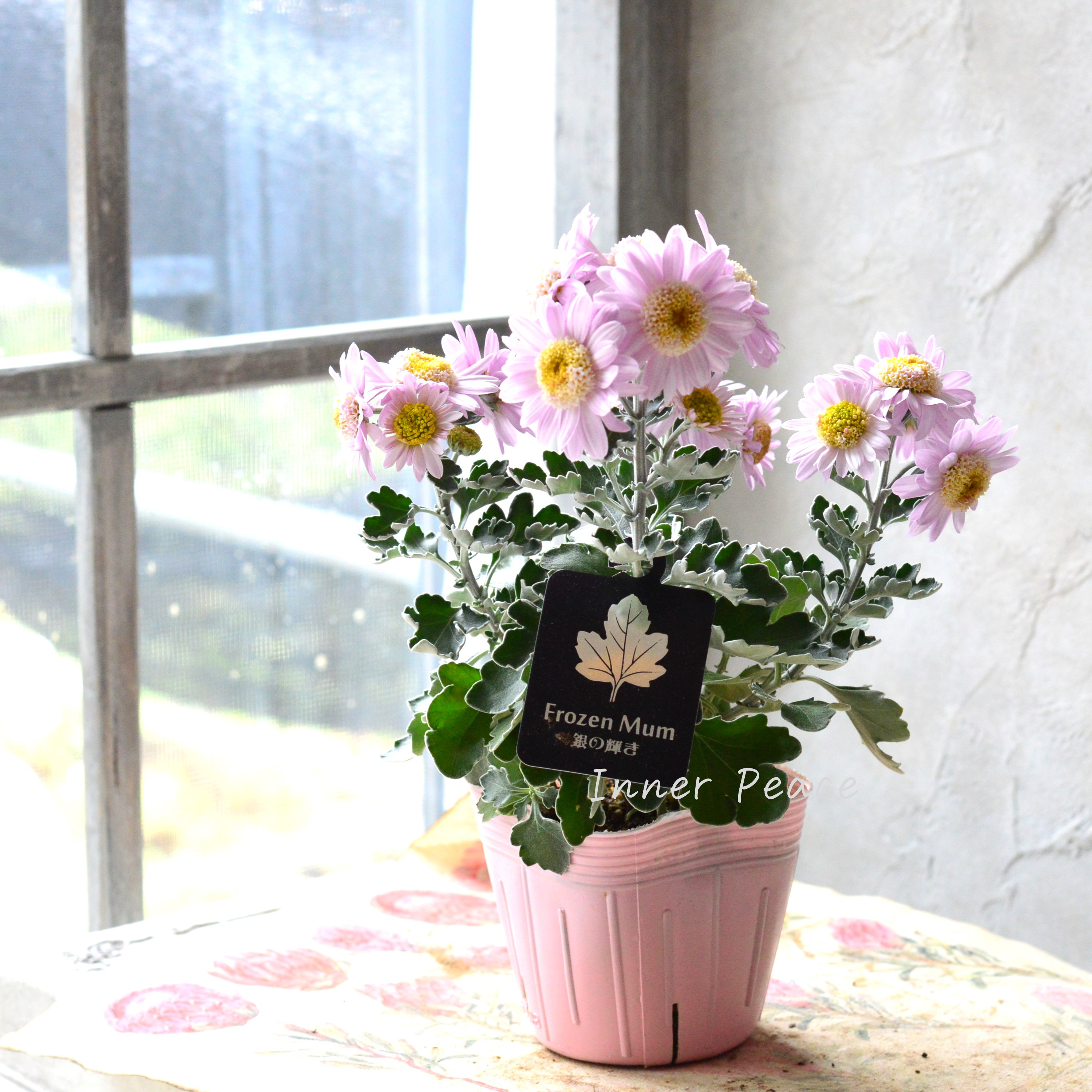 【かわいい】 フローズンマム 『銀の輝き』 3寸POT