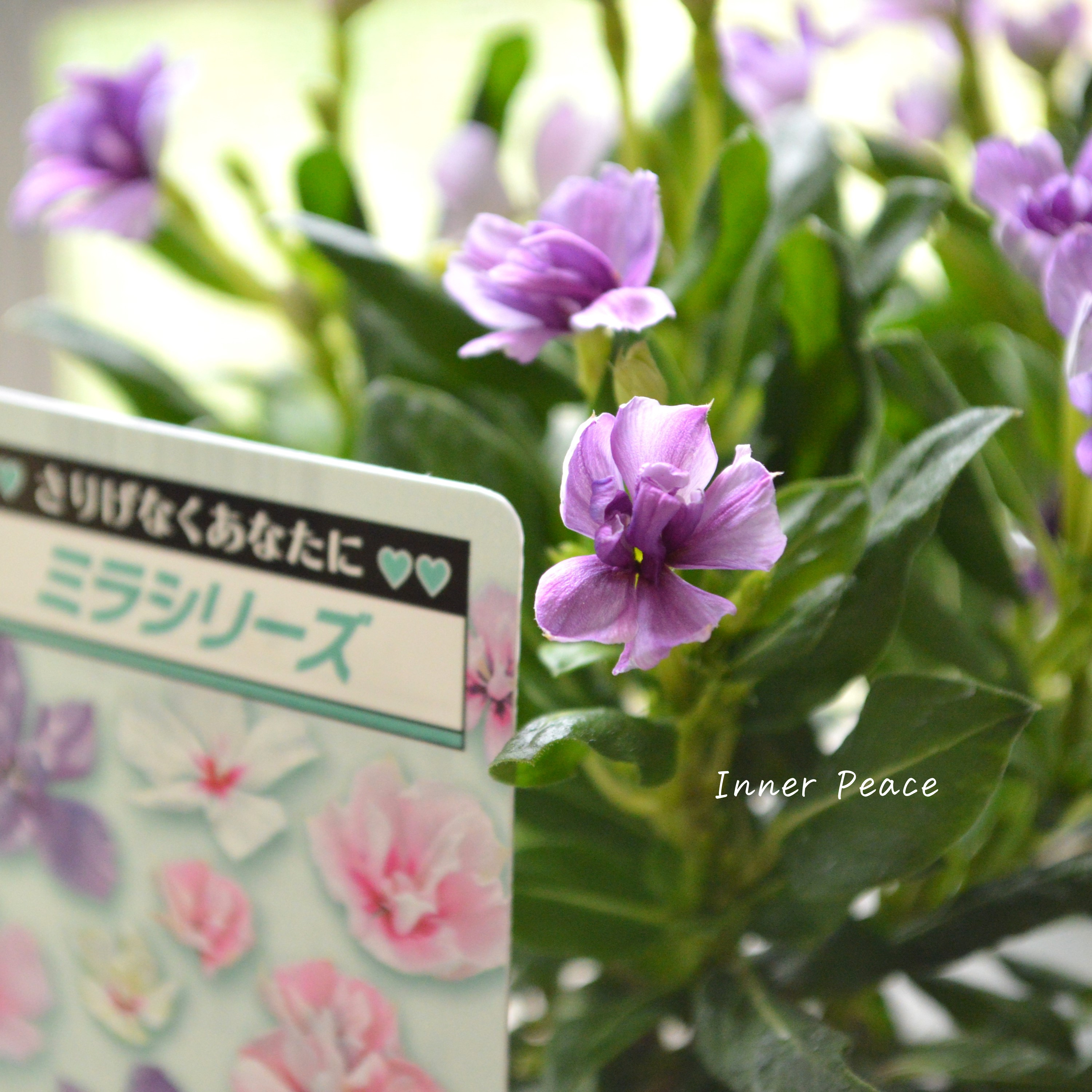 【北島園芸さん】 ニチニチソウ(八重咲き) 『ミラシリーズ・アクア』 3.5寸POT