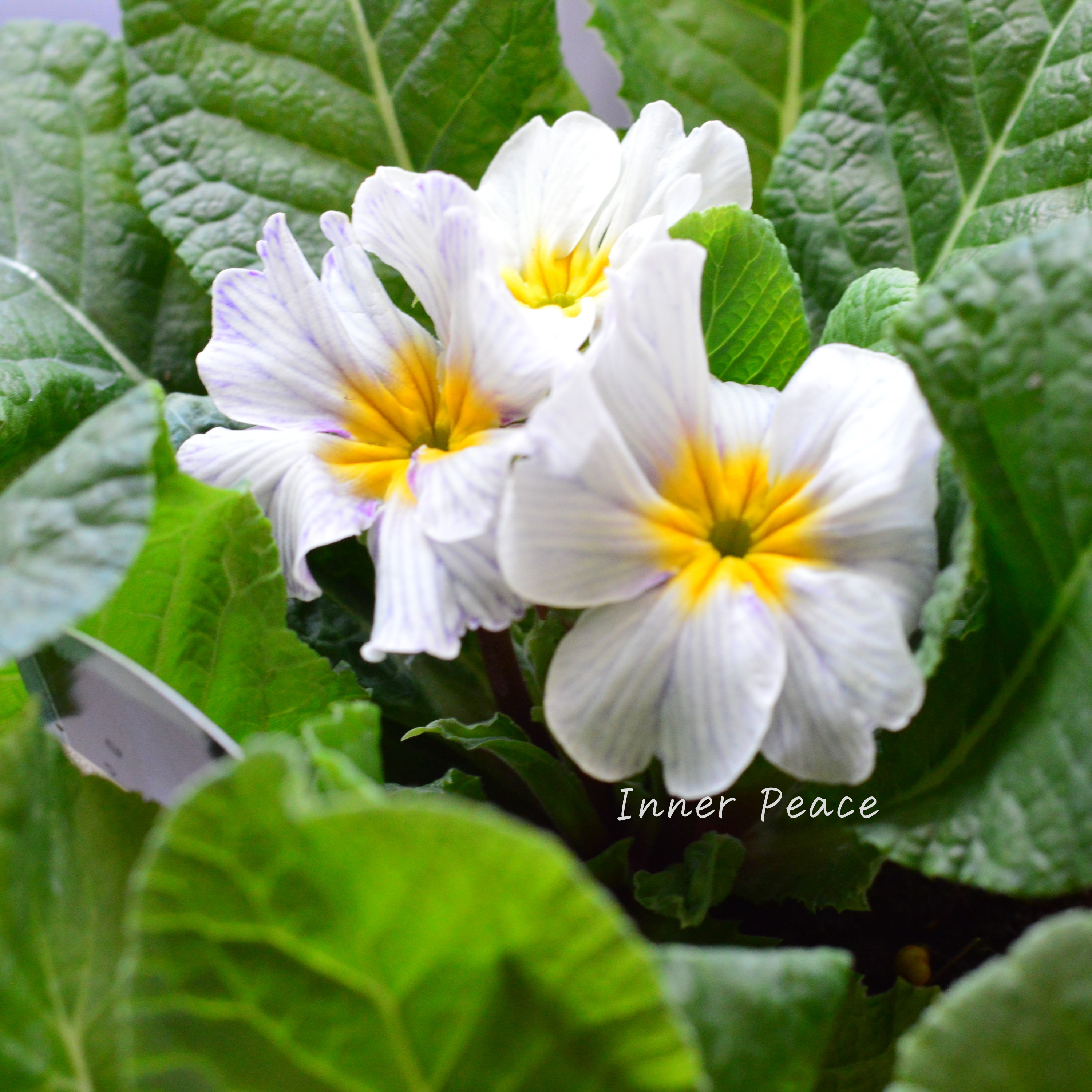 【個性的】 プリムラ 『ヴィンテージデニム』 3寸POT