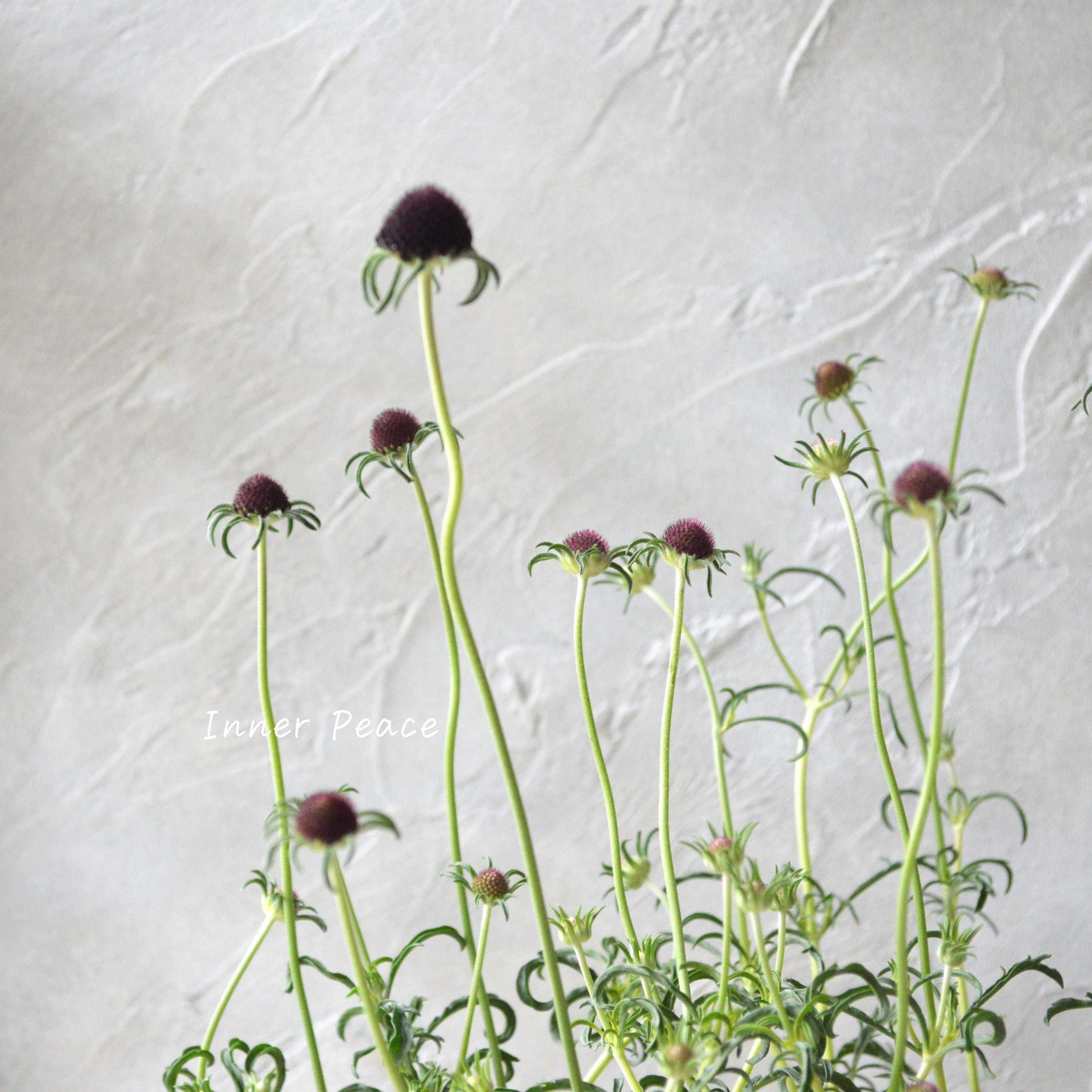 【シック】 スカビオサ 『チリブラック』 3寸ロングPOT