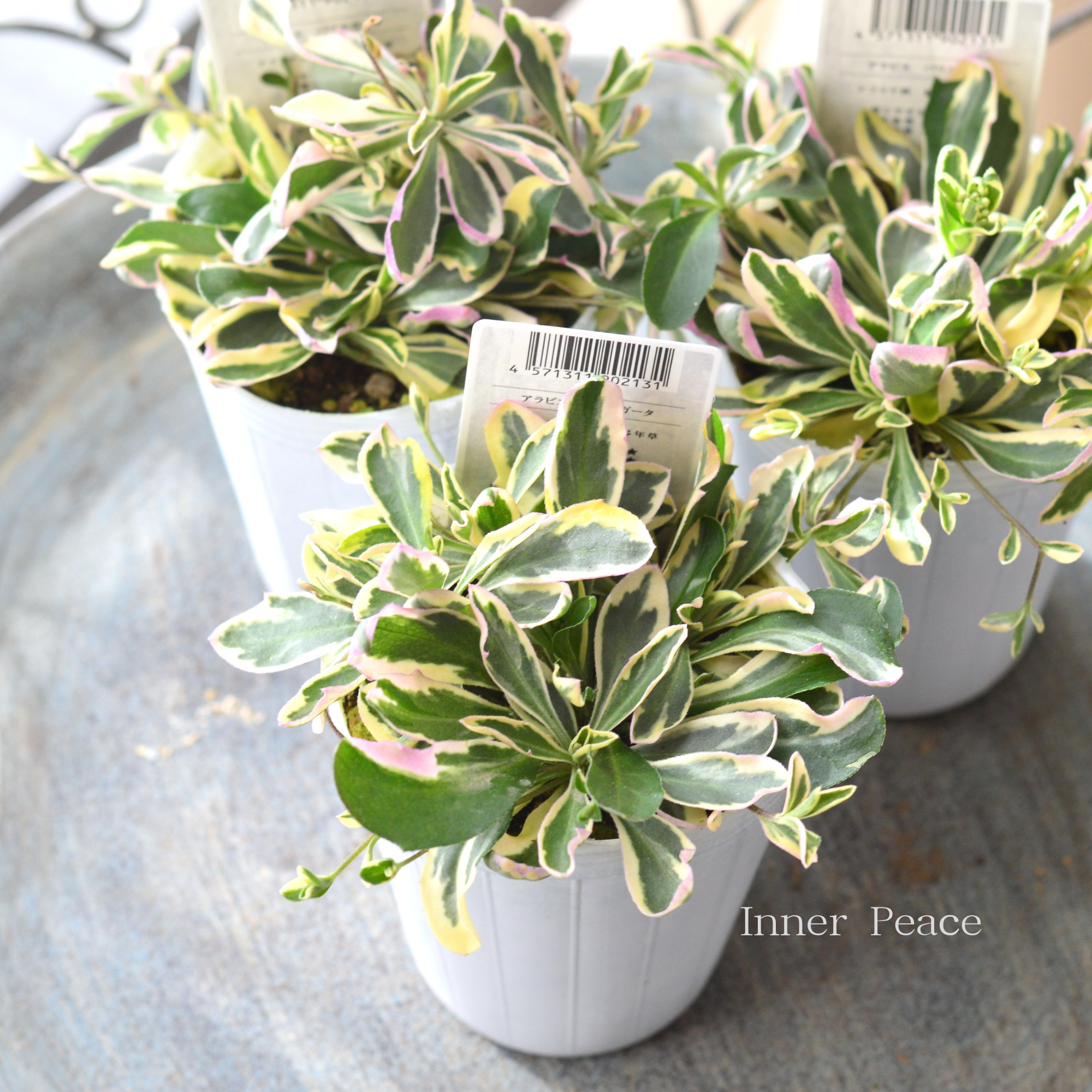 【斑入り】 アラビス 『バリエガータ』 2.5寸POT