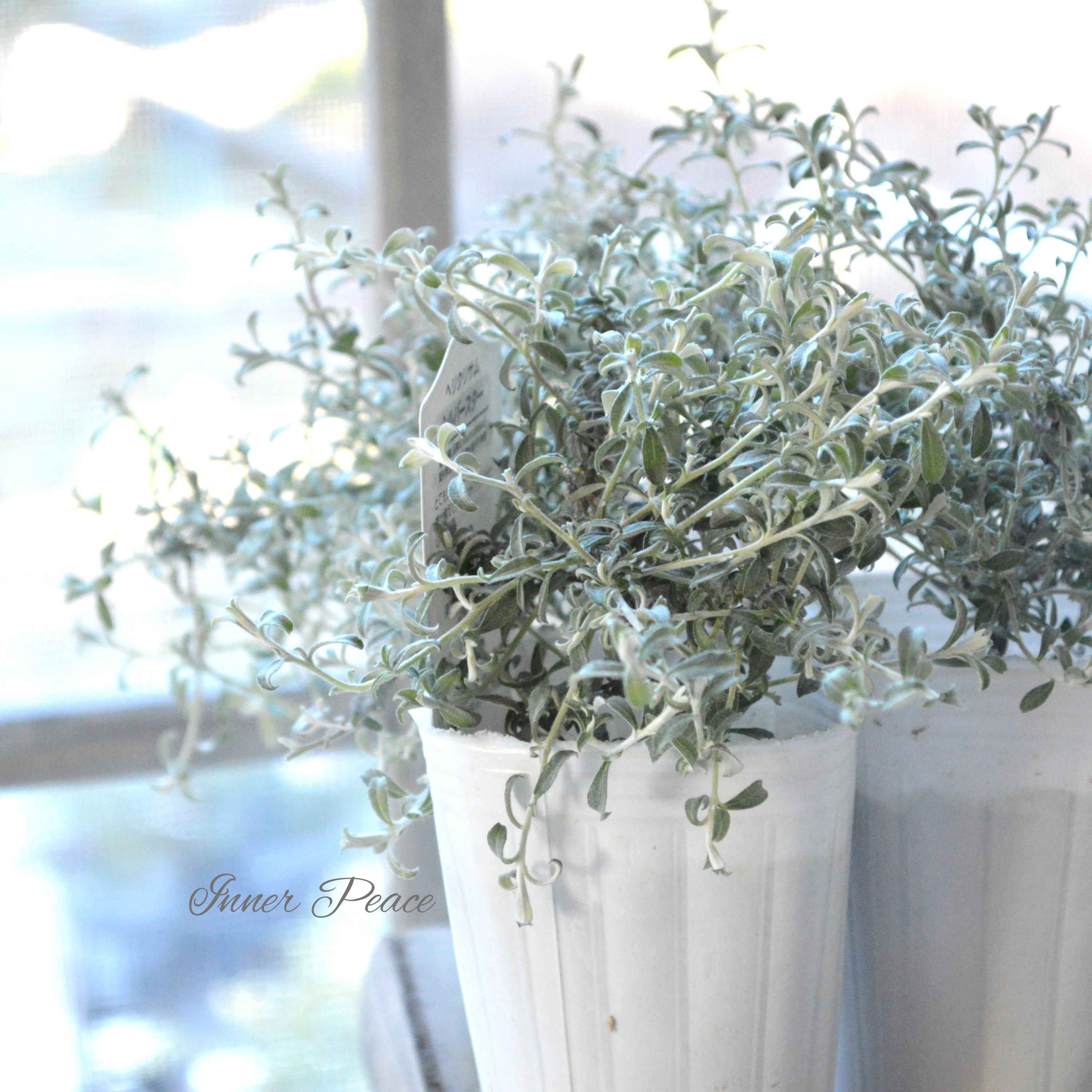 【美しい】 ヘリクリサム 『シルバースター』 2.5寸POT