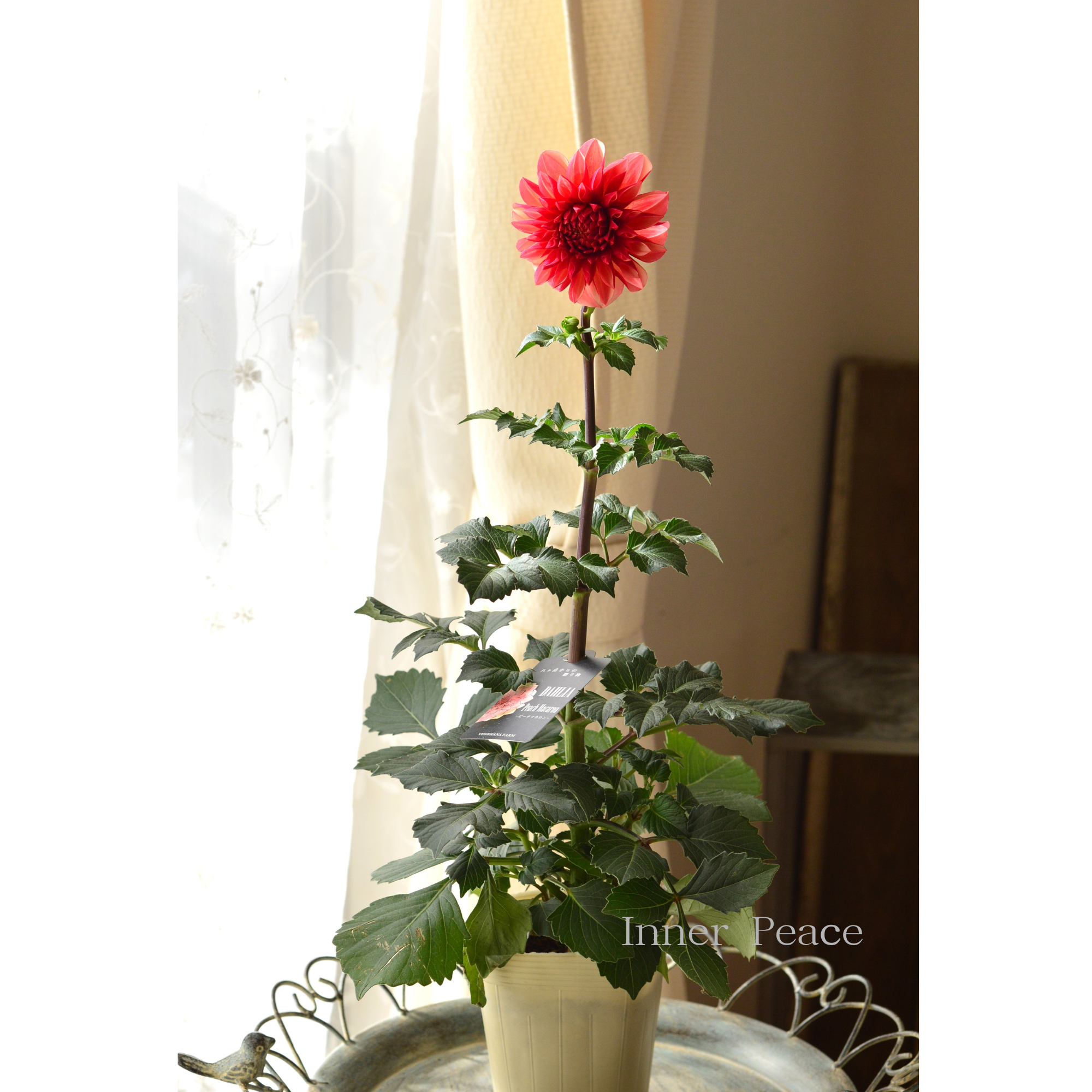 【美しい】ダリア 『ピーチマカロン』 3.5寸ロングPOT