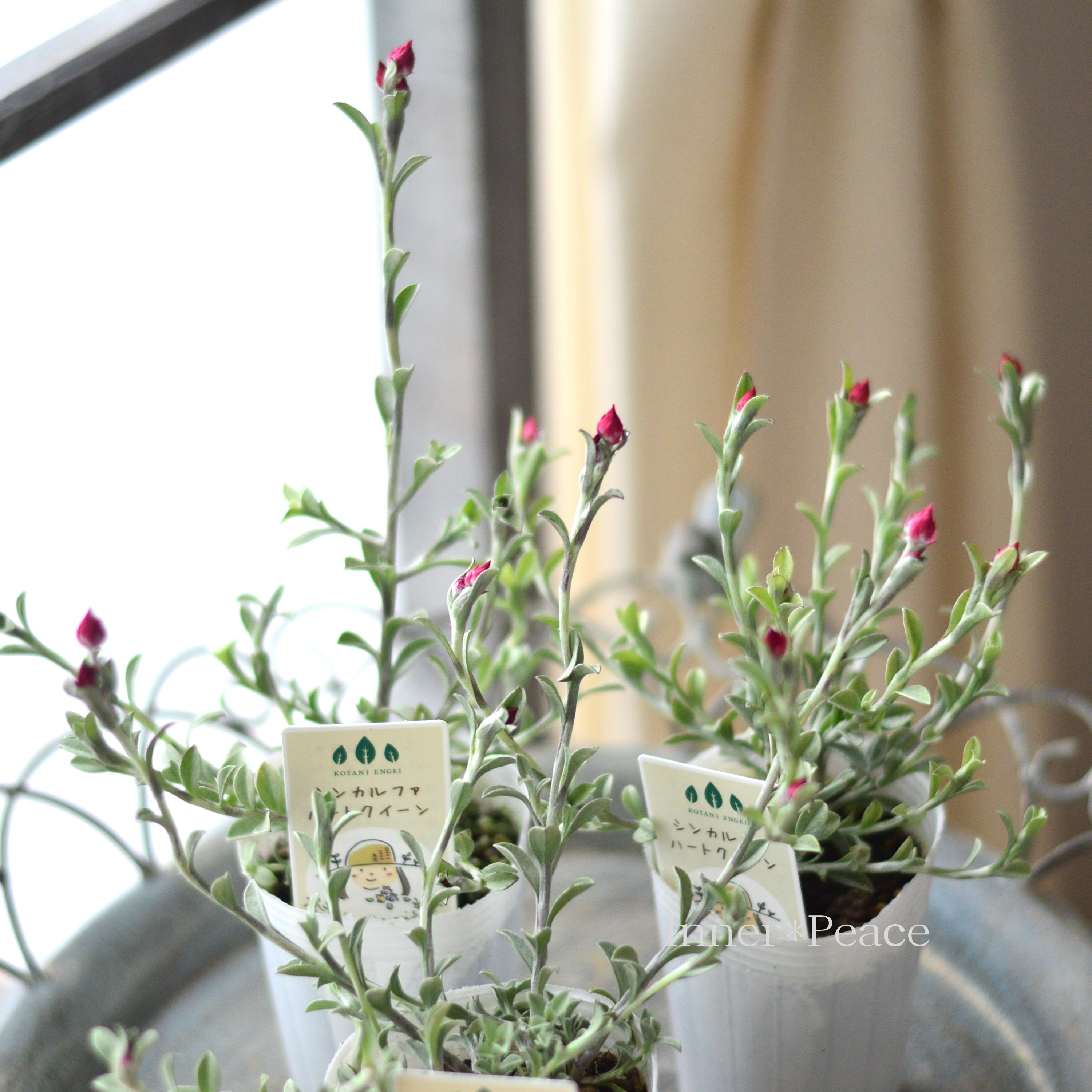 【カサカサしたお花】 シンカルファ 『ハートクイーン』 2.5寸ロングPOT