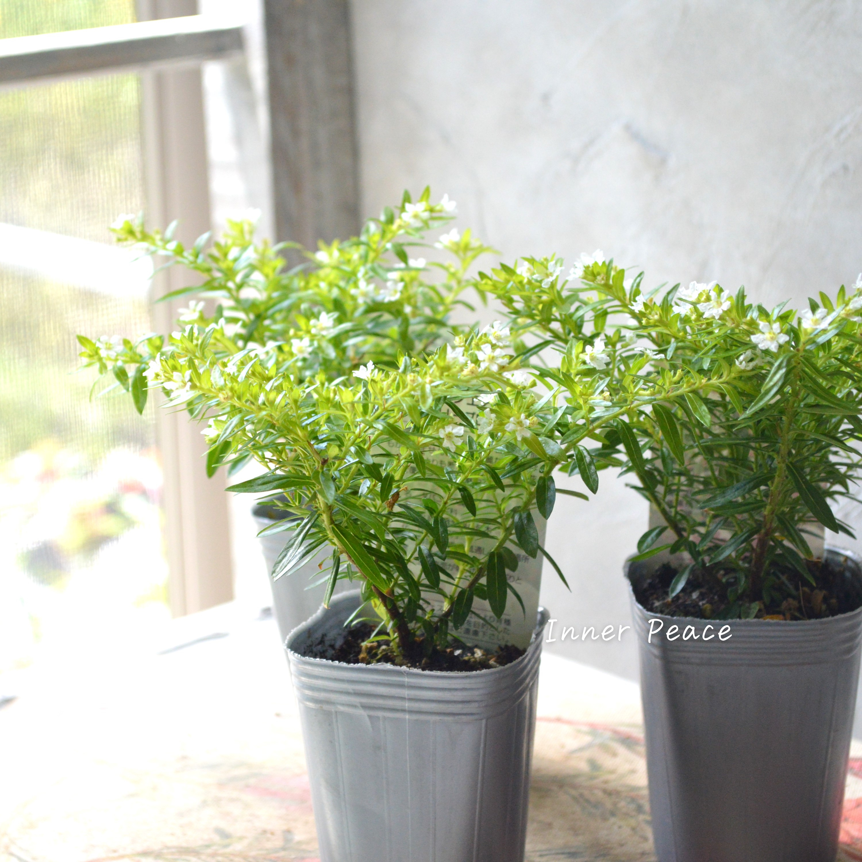 【暑さに強い】 クフェア 『フローリーグローリー』 3寸POT