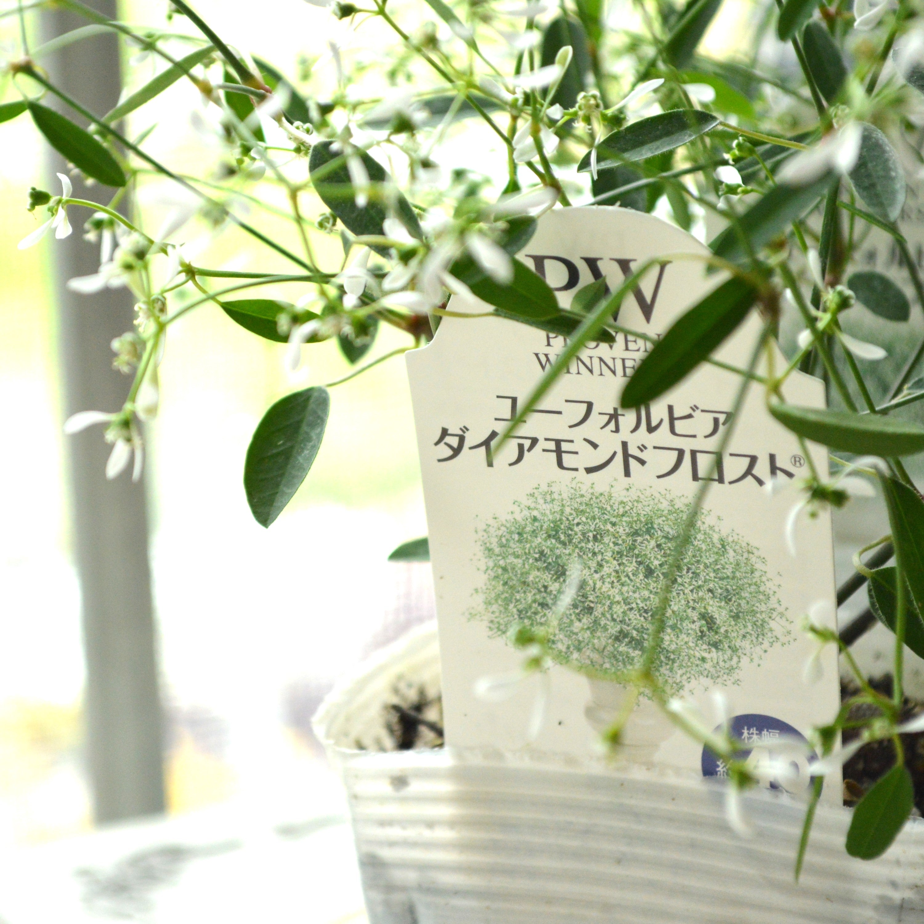 【暑さに強い】 ユーフォルビア 『ダイアモンドフロスト』 2.5寸~3寸POT