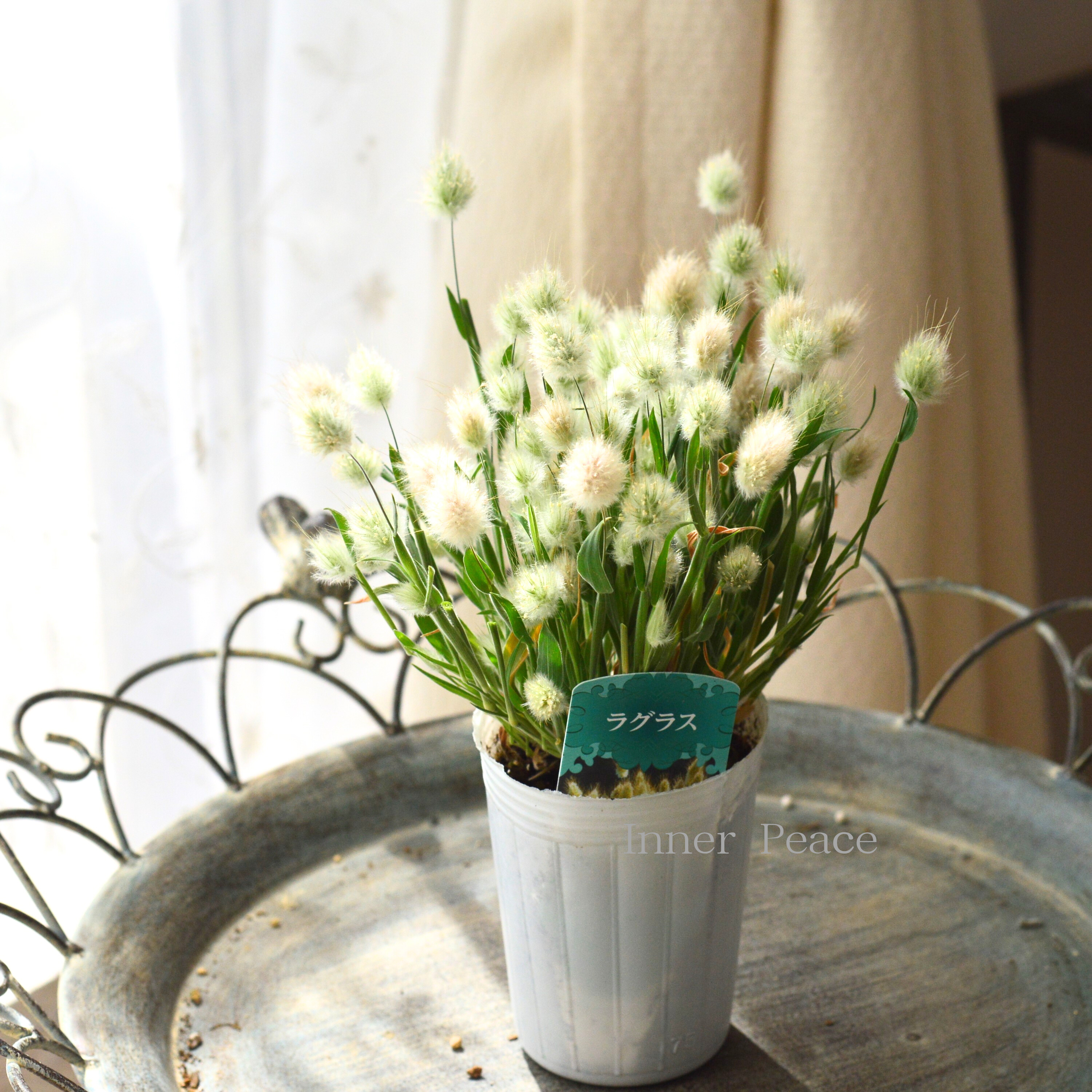 【かわいい】 ラグラス 『バニーテール』 3寸POT