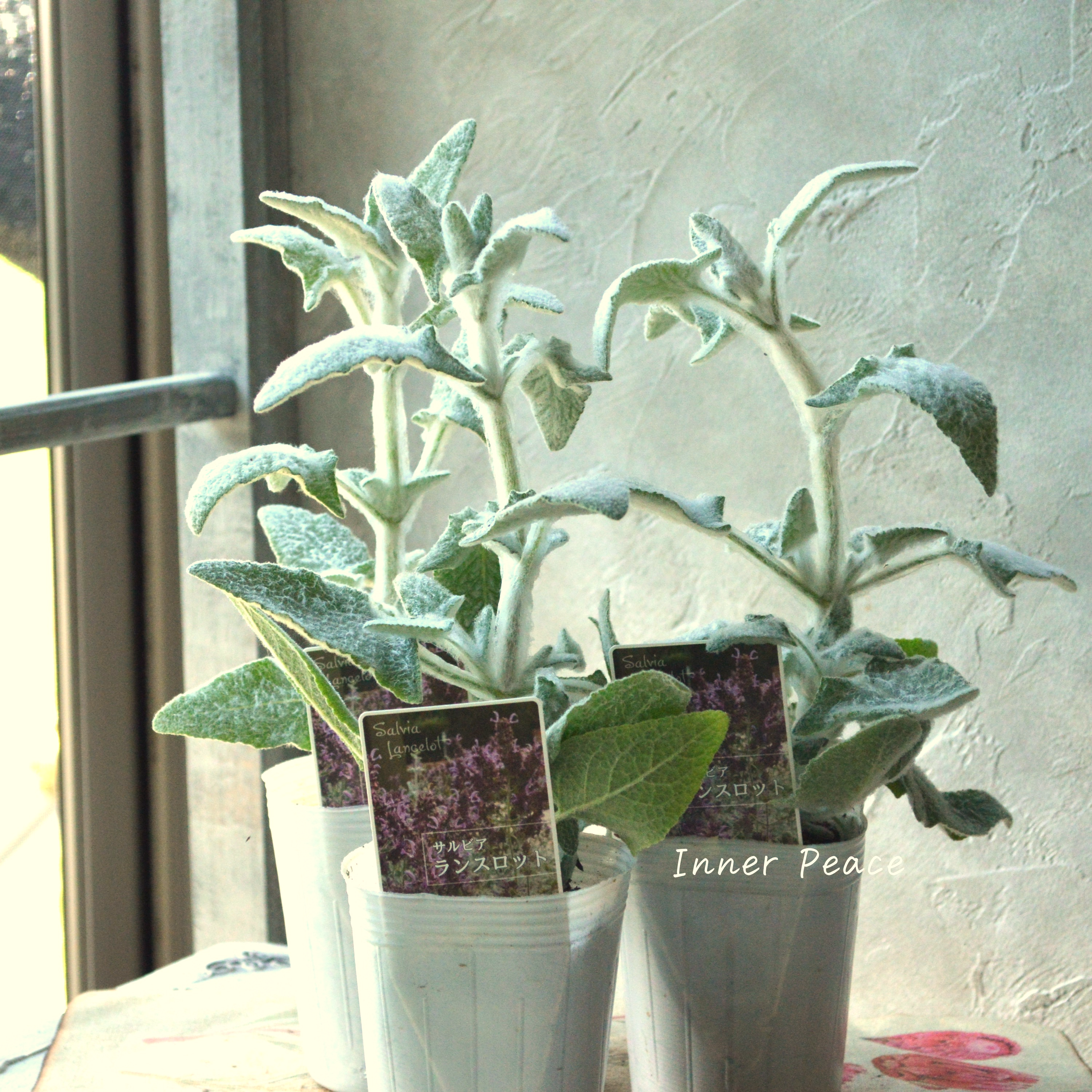 【宿根】 サルビア 『カナリエンシス・ランスロット』 3寸POT