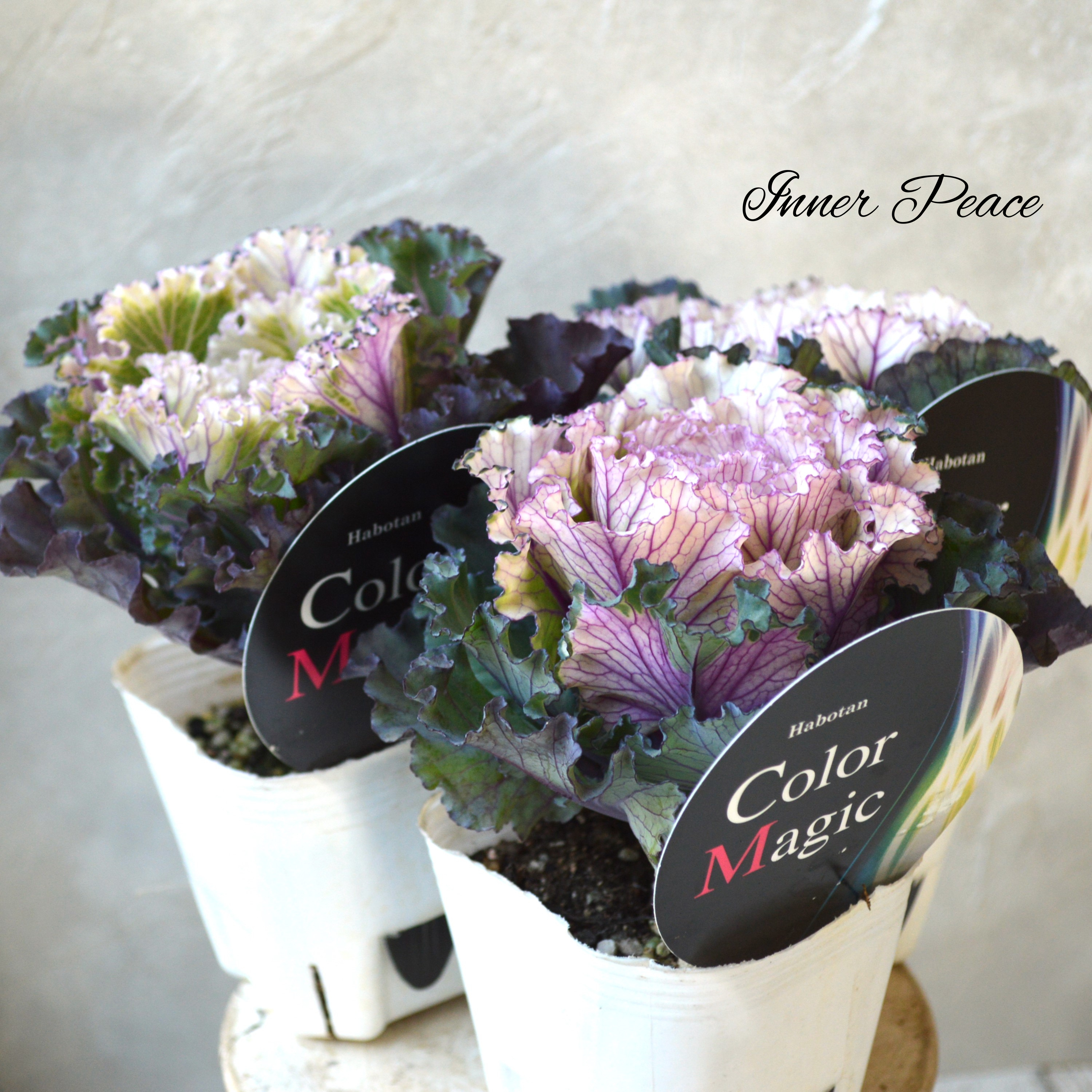 【美しい】 葉牡丹 『カラーマジック』 3寸POT