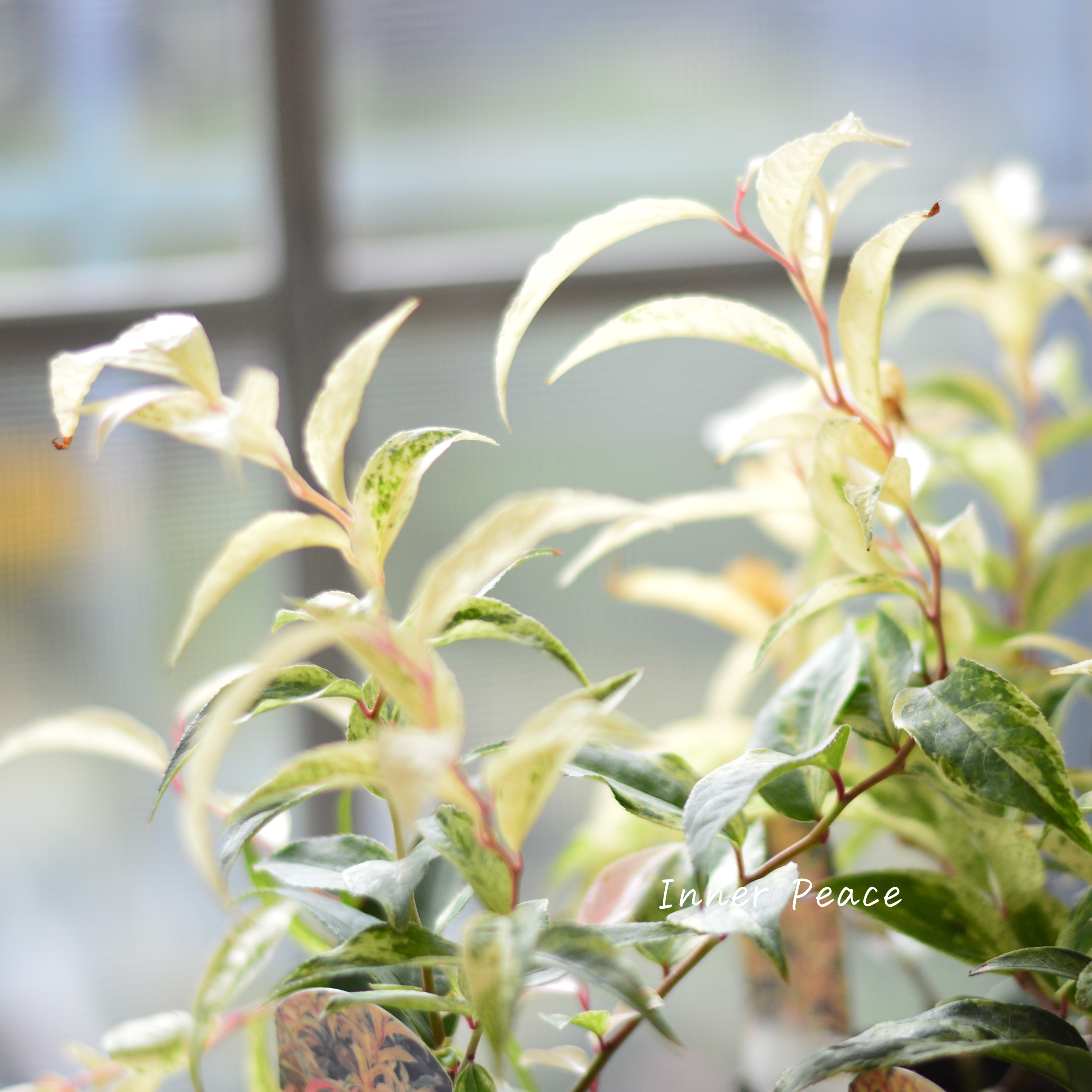 【斑入り】 ルコテー(西洋イワナンテン) 『レインボー』 3寸ロングPOT