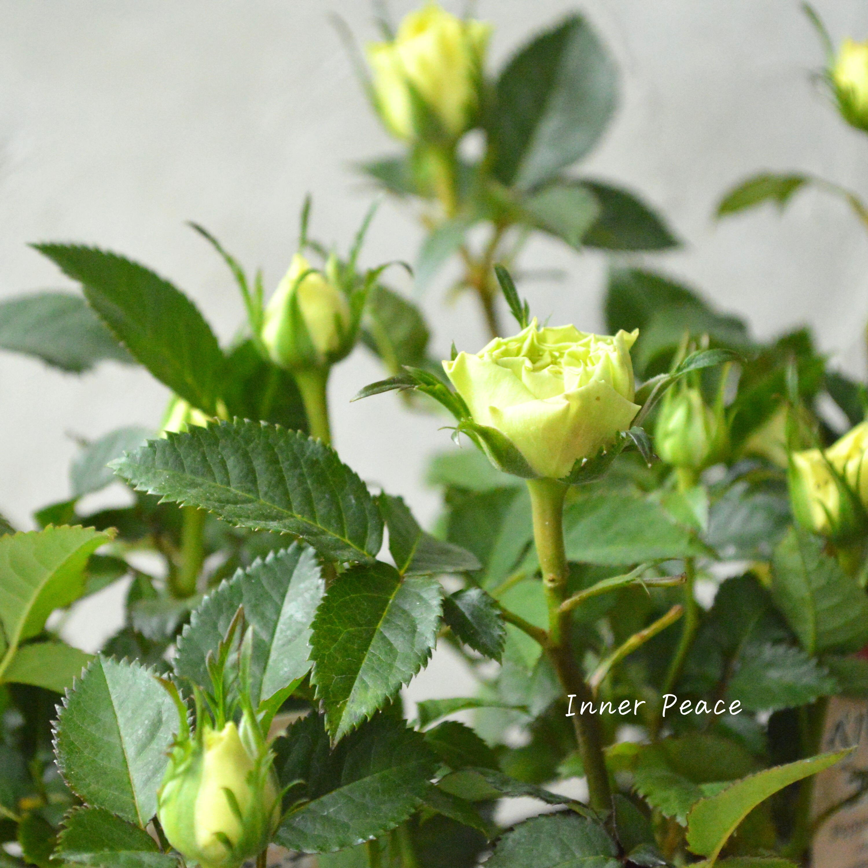 【美しい】ミニ薔薇 『コルダナ・ペパーミント』 3寸POT