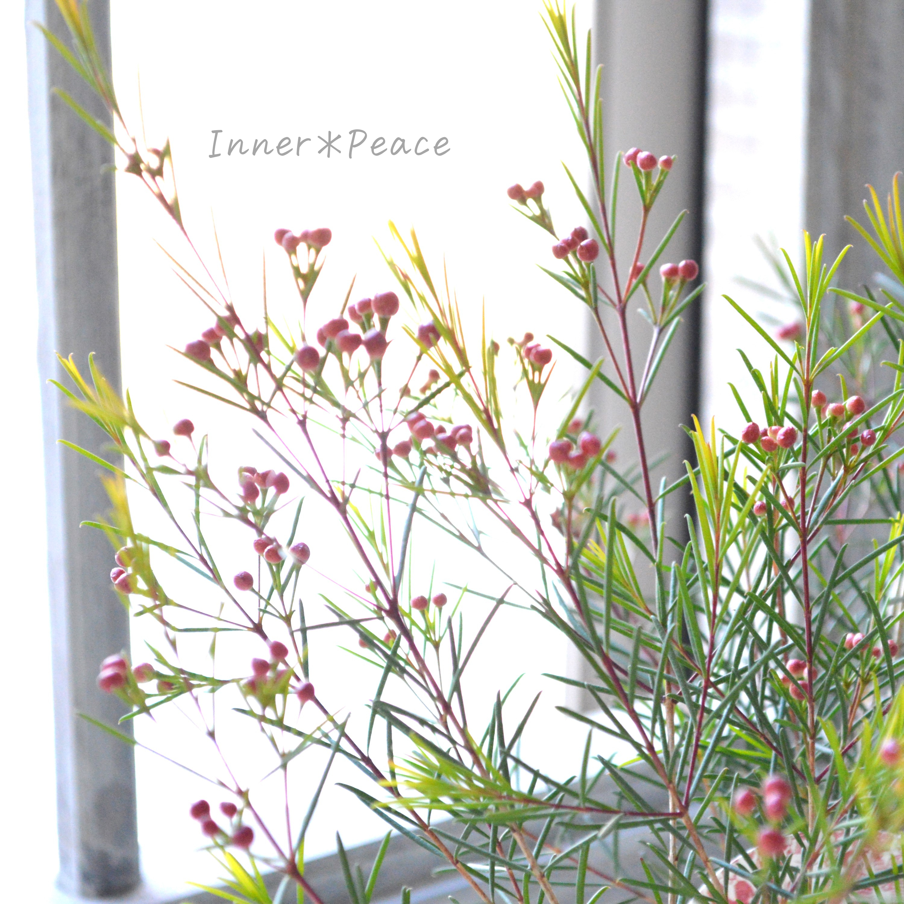 【人気】 ワックスフラワー 3寸POT