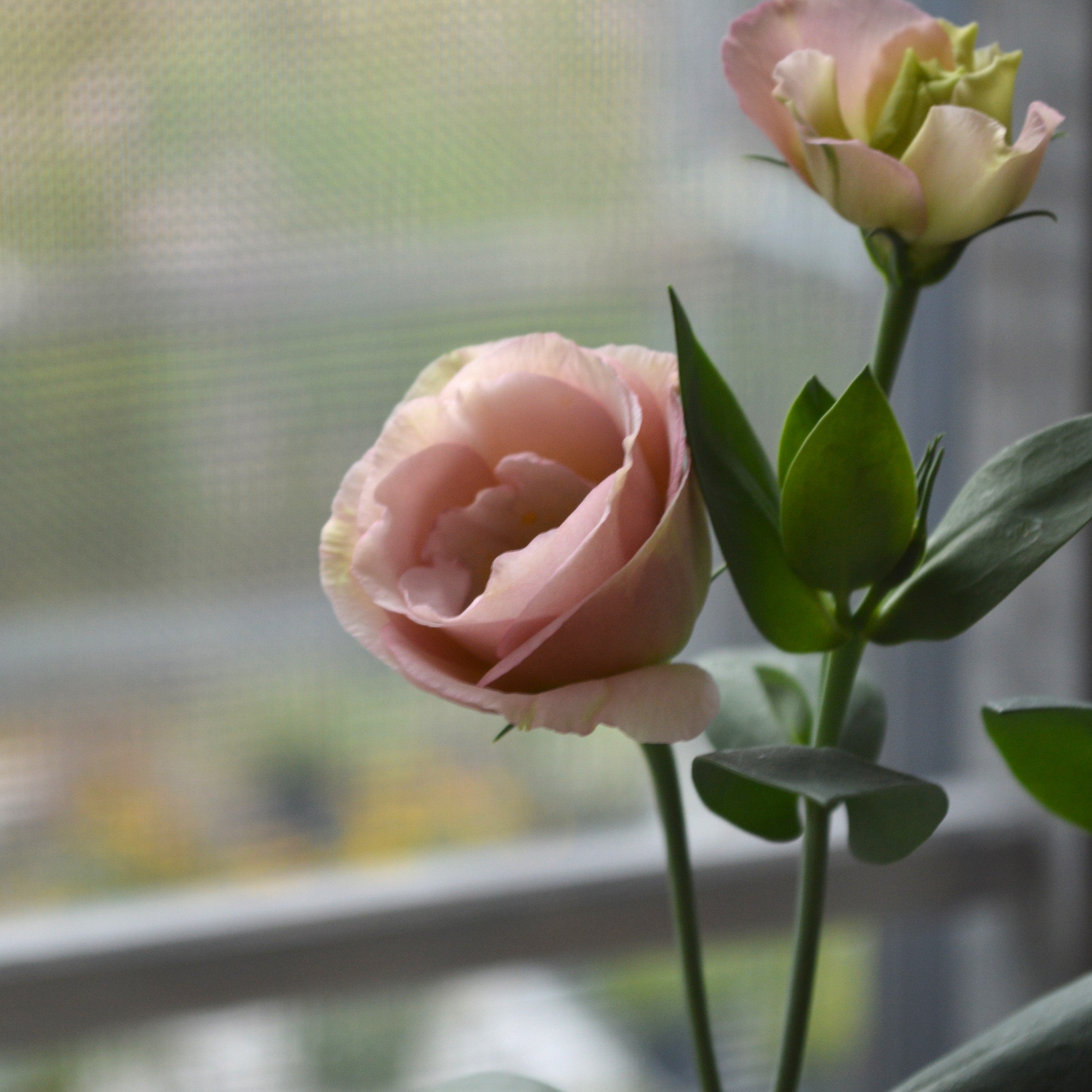 【美しい】 トルコギキョウ 『シフォンピンク』 3寸POT