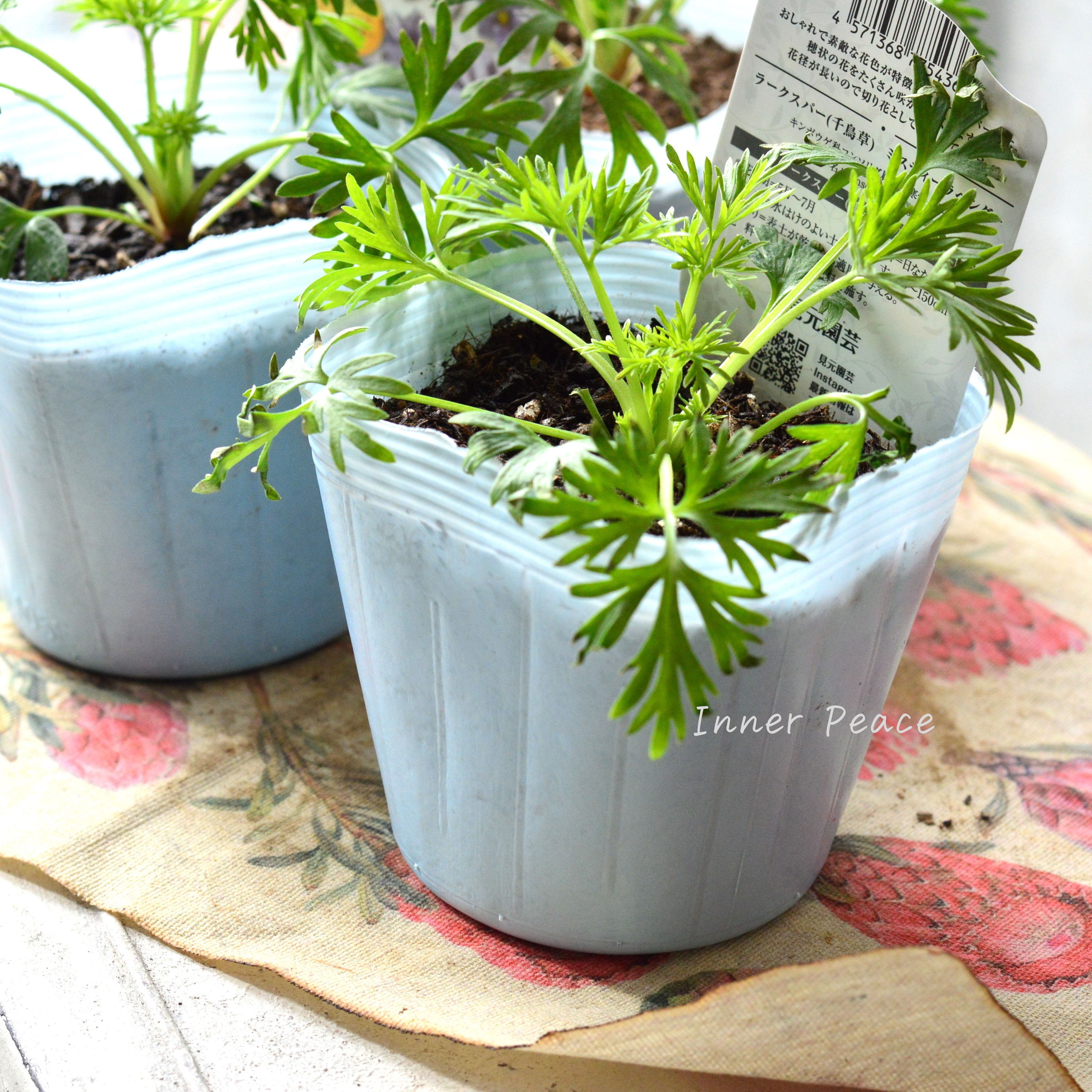 【人気】 ラークスパー 『ミスティラベンダー』 3寸POT