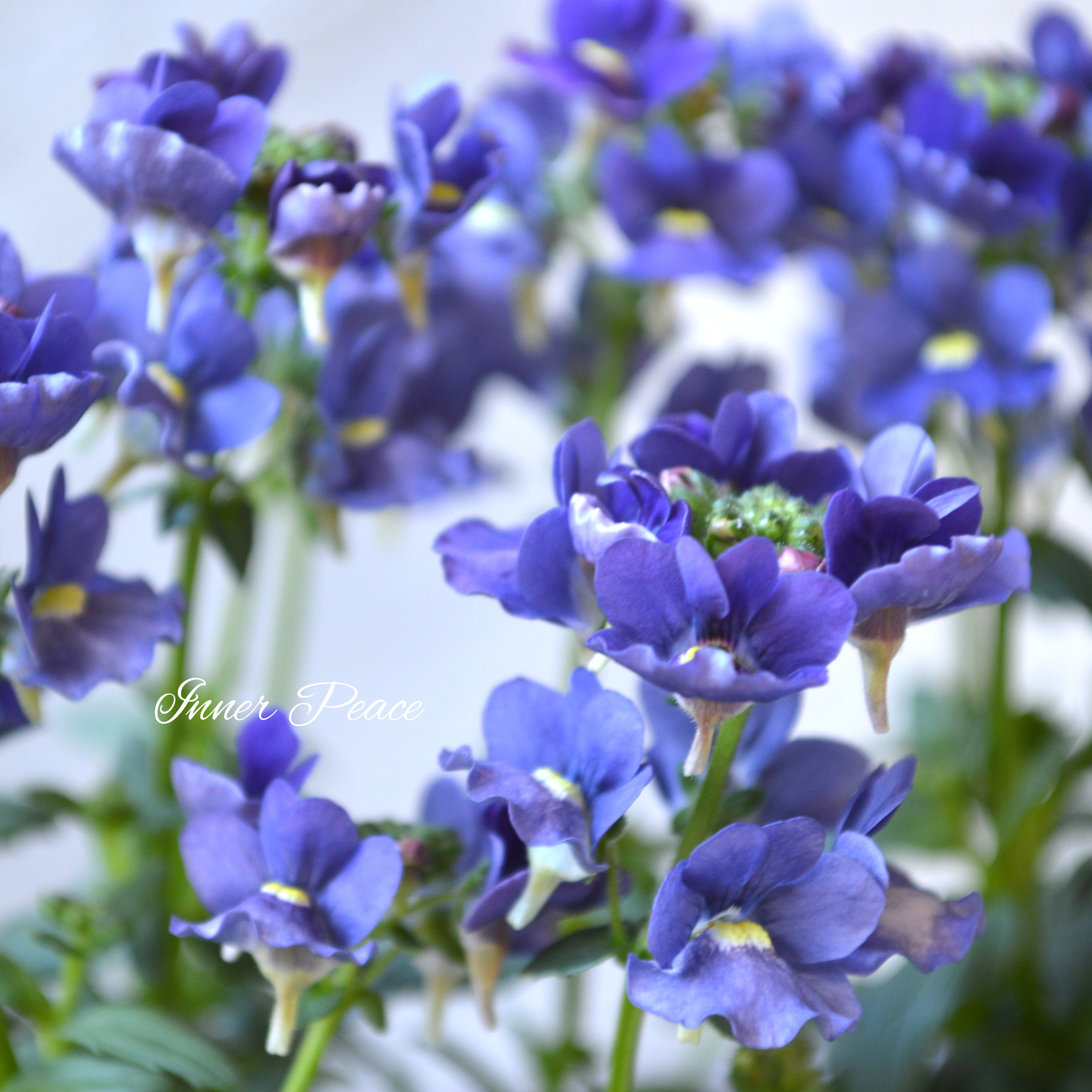 【ゲブラさん】 Sale! ネメシア 『メーテル・ミッドナイトブルー』 3.5寸POT