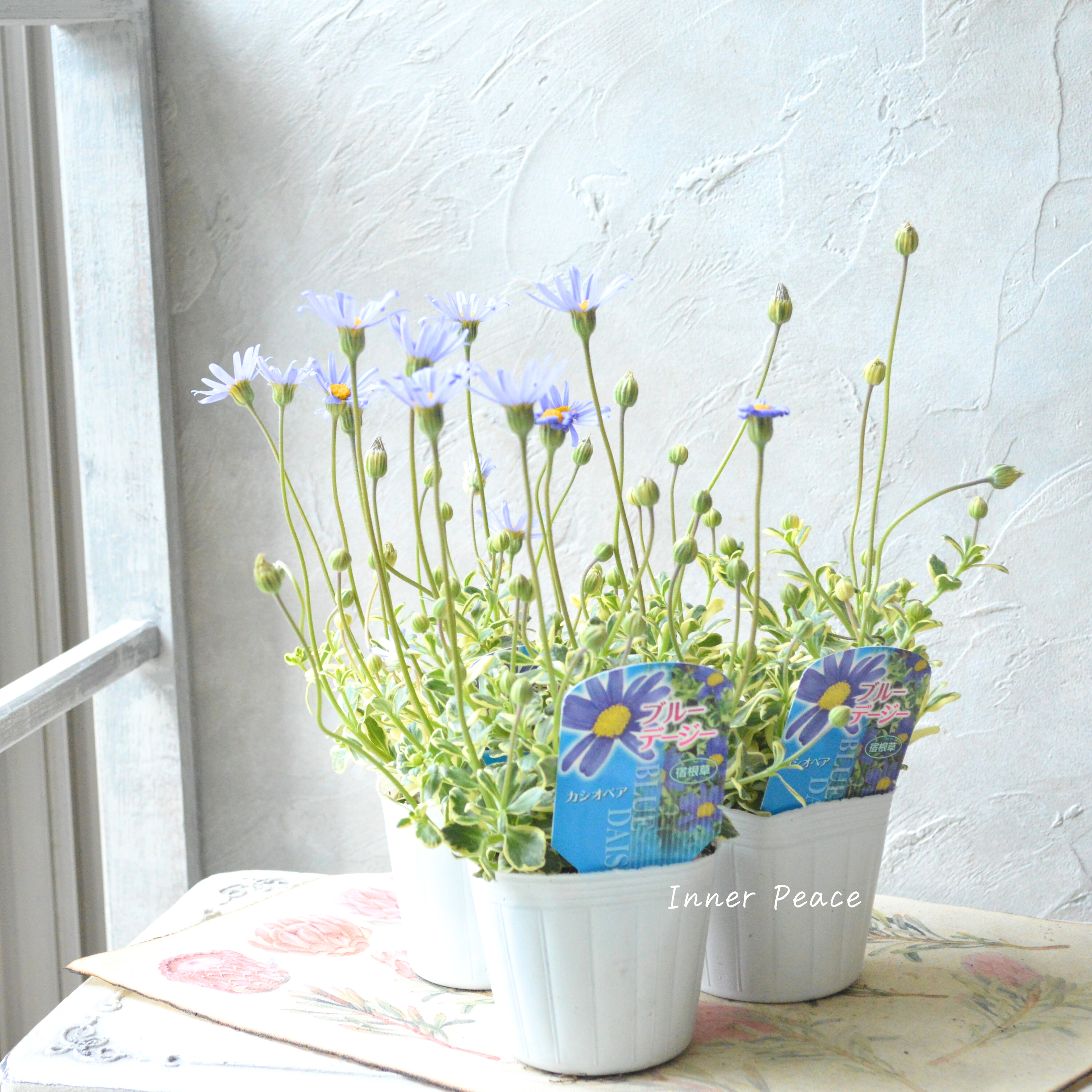 【斑入り】 ブルーデージー 『カシオペア』 3号POT