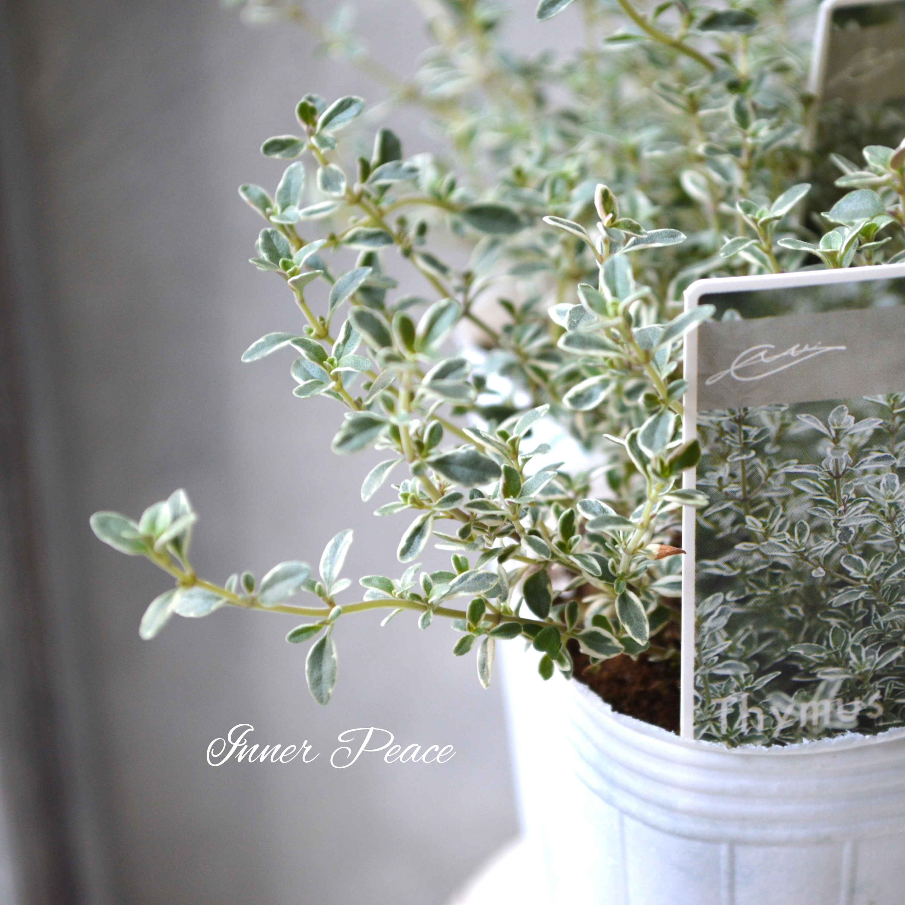 【寄せ植えに】 シルバータイム 2.5寸ロングPOT