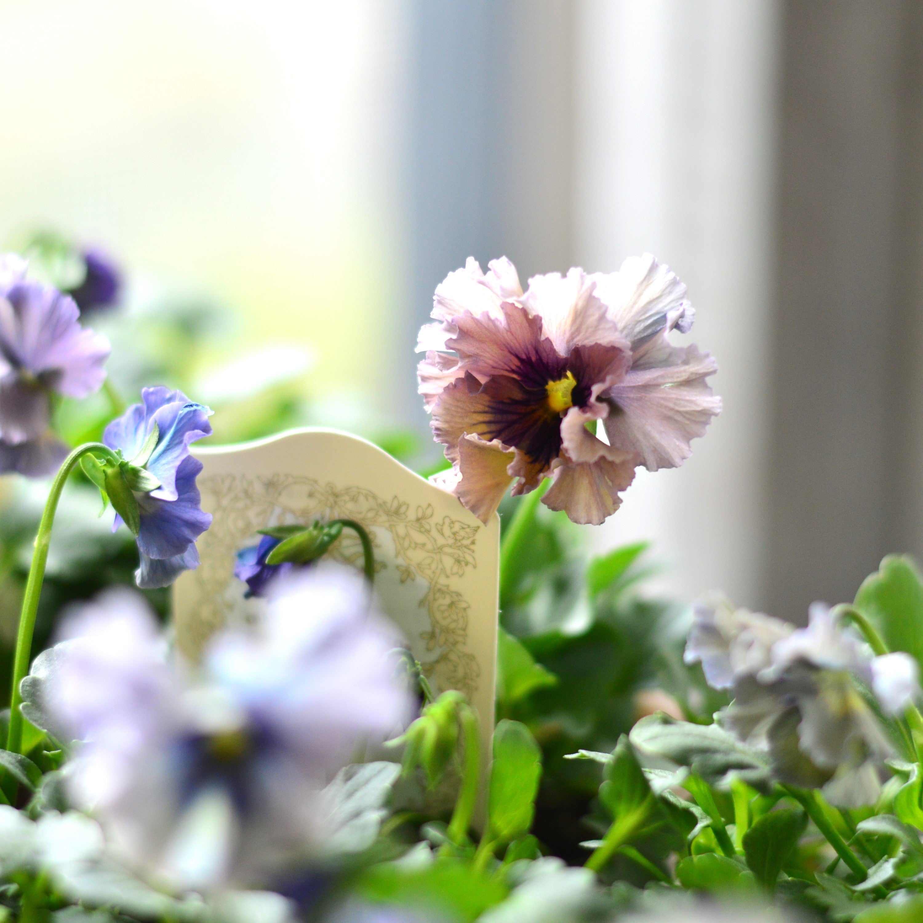 【希少】 石川園芸さんビオラ 『レディ』 3寸POT