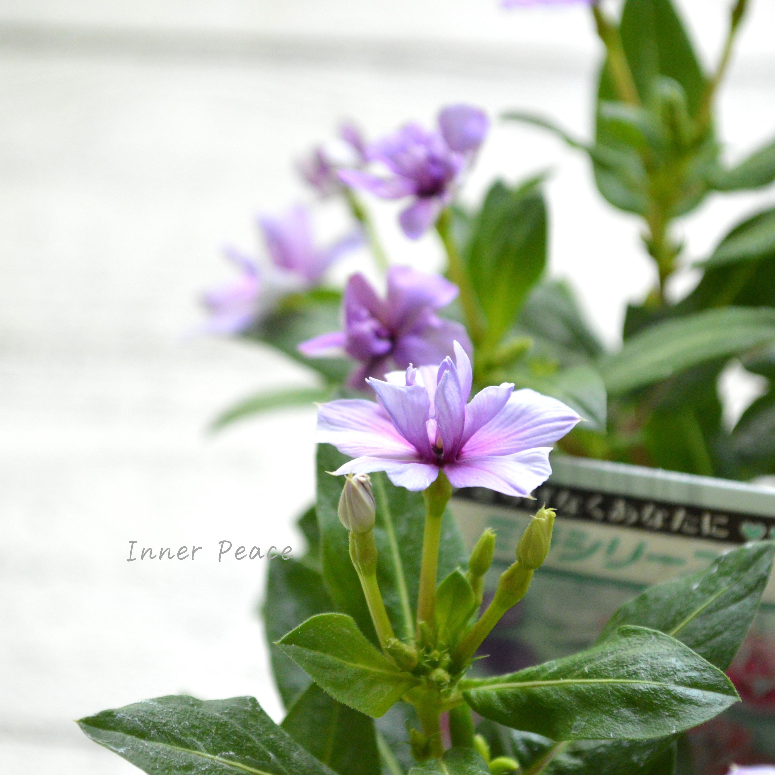 【北島園芸さん】 ニチニチソウ(八重咲き) 『ミラシリーズ・ウィスタリア』 3.5寸POT