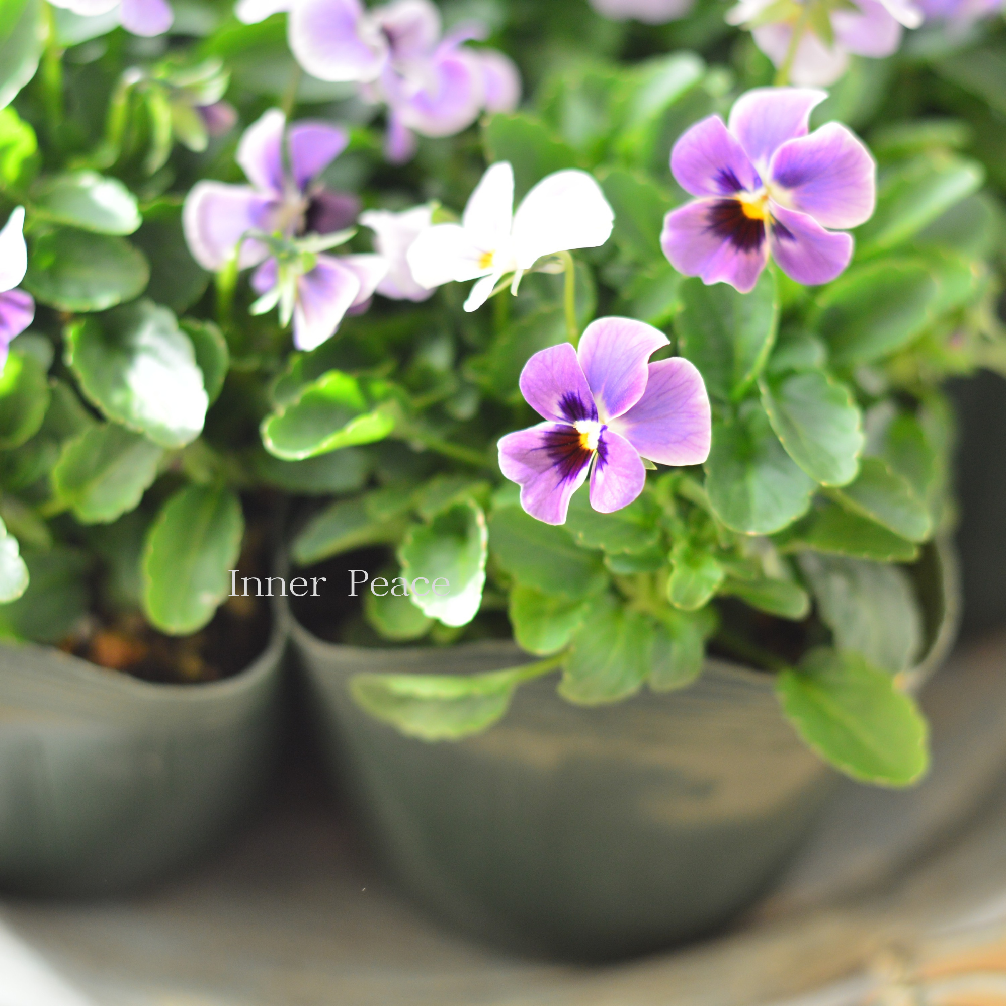 【ゲブラさん】 試験品種ビオラ 『ステラブルー』 3.5寸POT