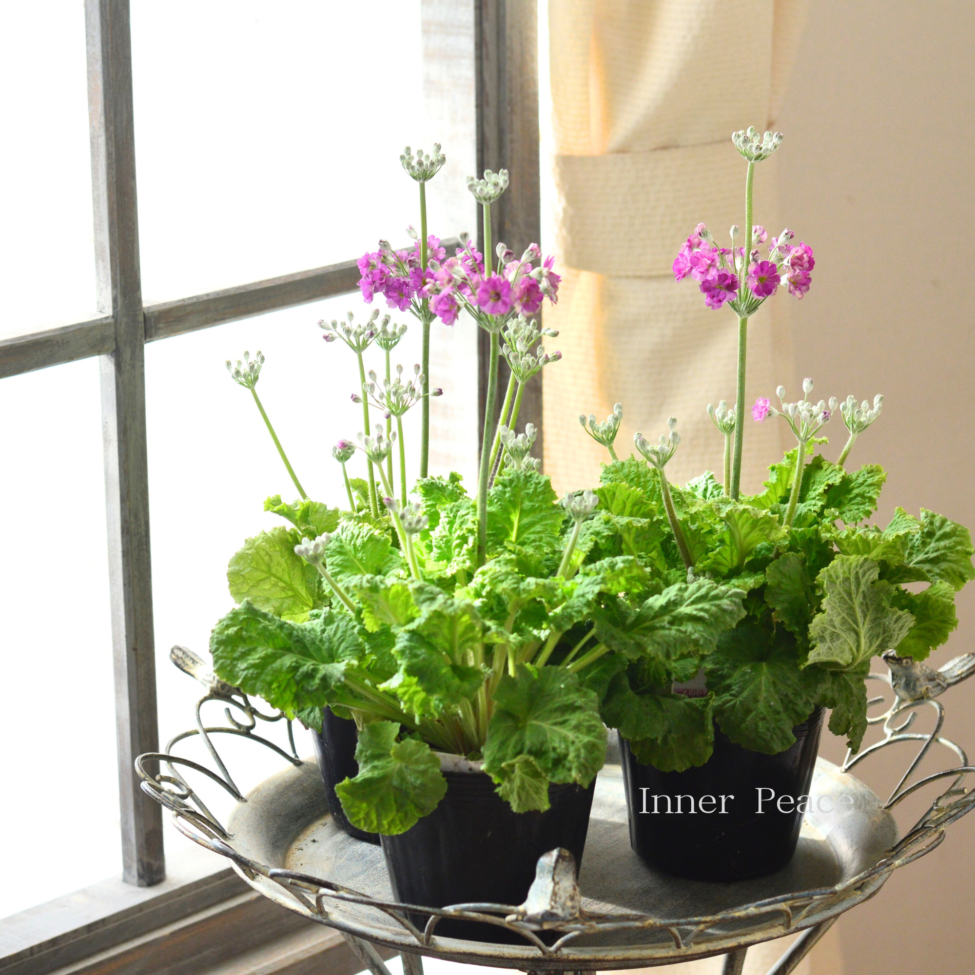 【矢祭園芸さん】 新色! プリムラ マラコイデス 『イーライム アズカラー』 3.5寸POT