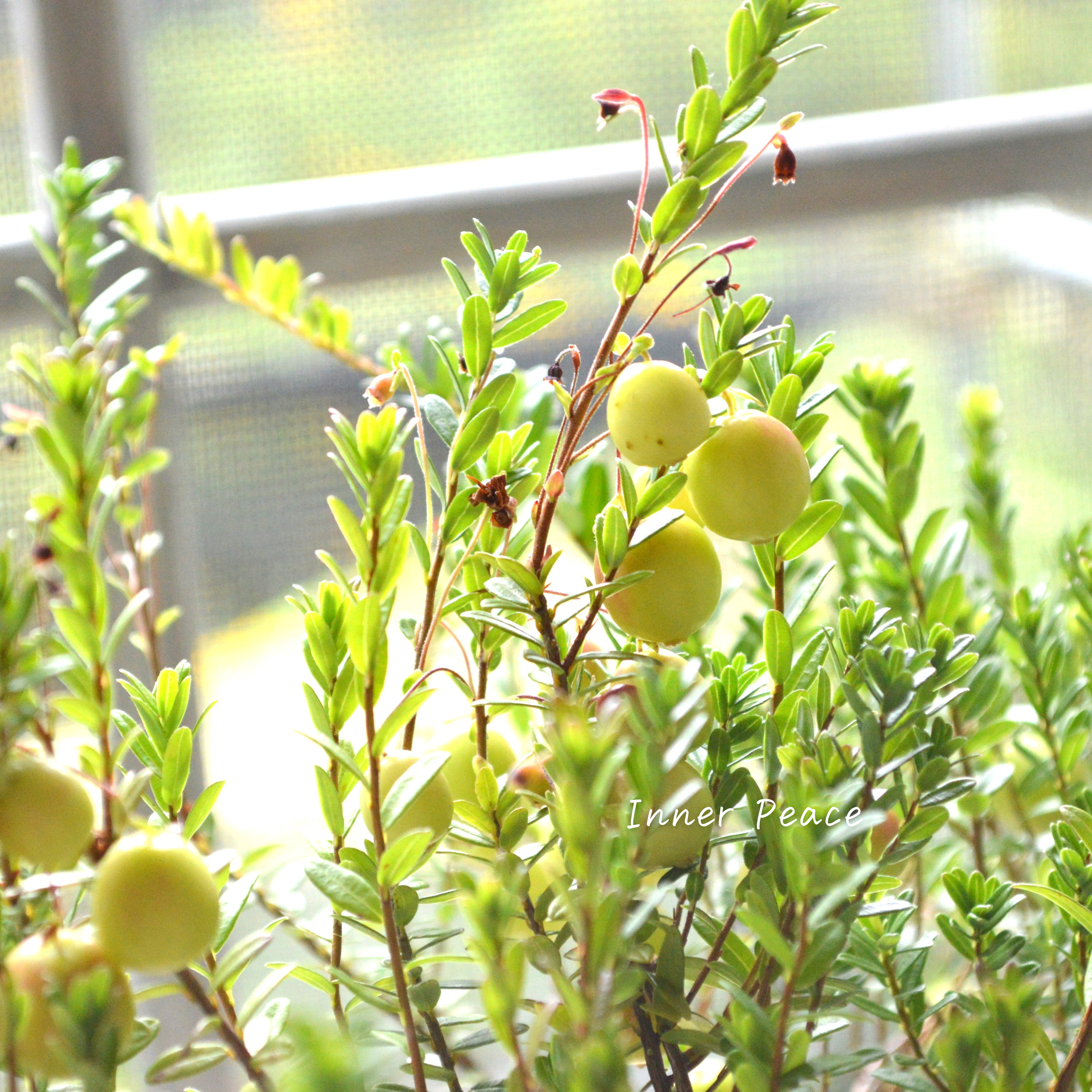 【かわいい】 クランベリー 『和名:つるこけもも』 3.5寸POT