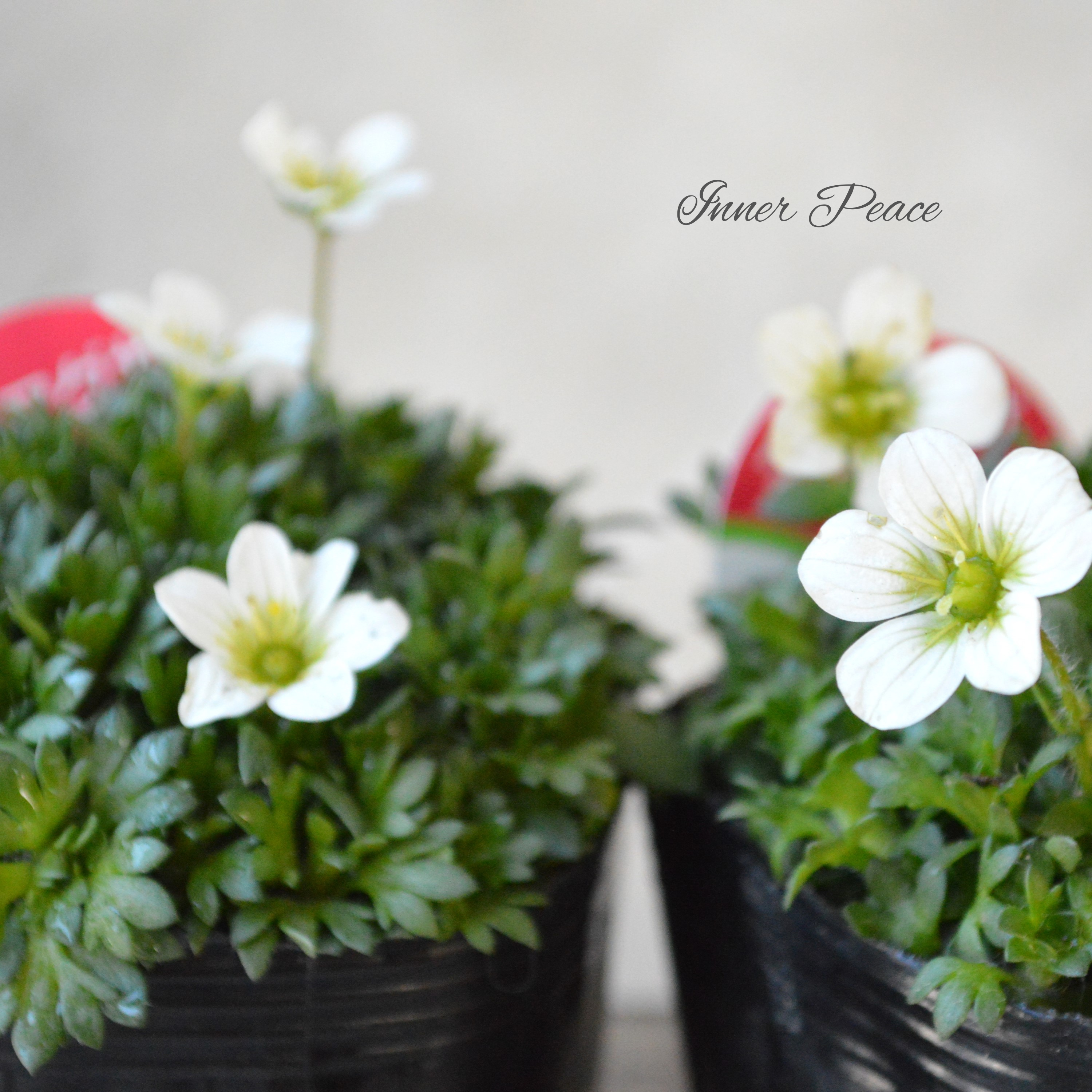 【寒さに強い】 クモマグサ(雲間草) ホワイト 3寸POT