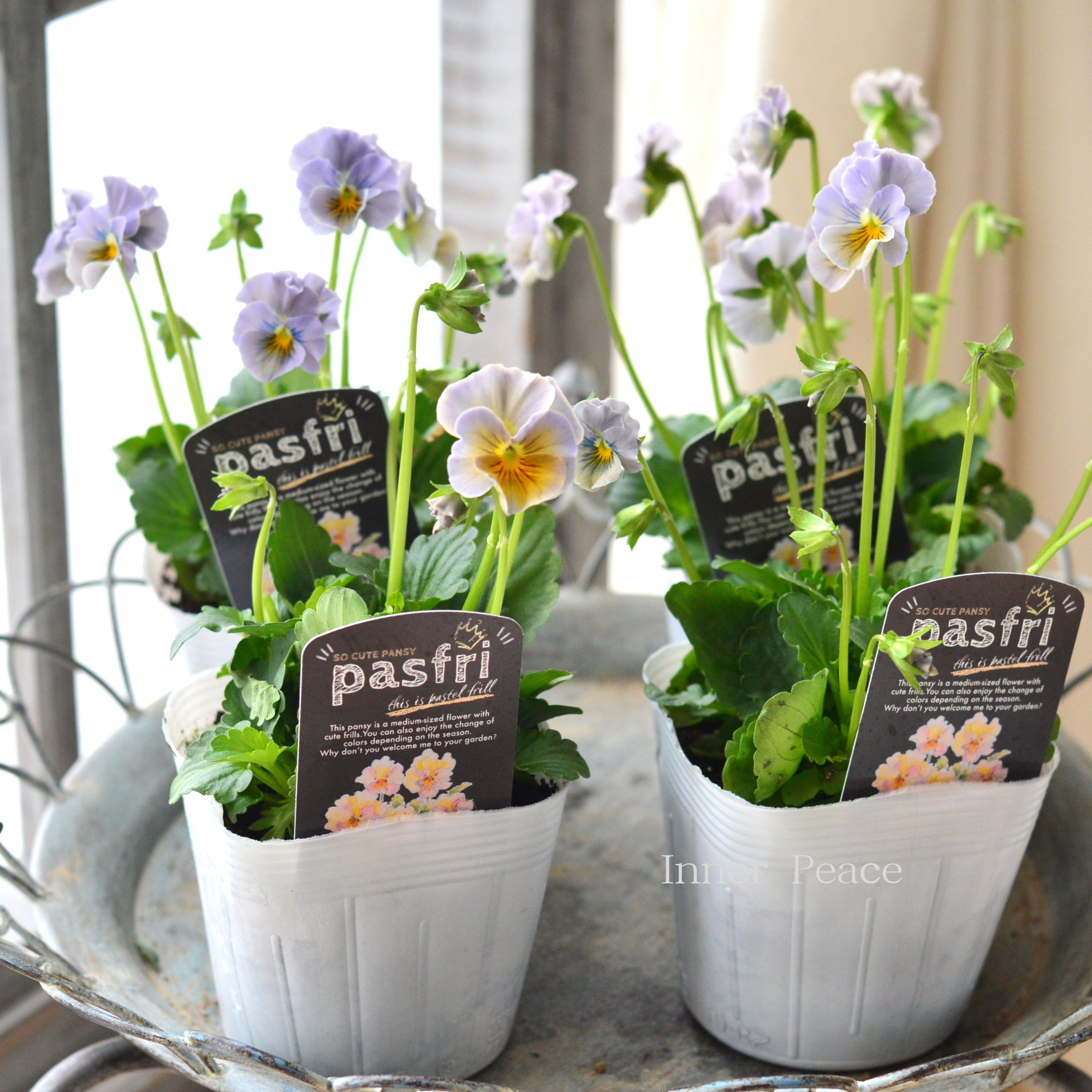 【桂楓園さんオリジナル】 パンジー 『pasfri ~パスフリ~・5番』 3.5寸POT