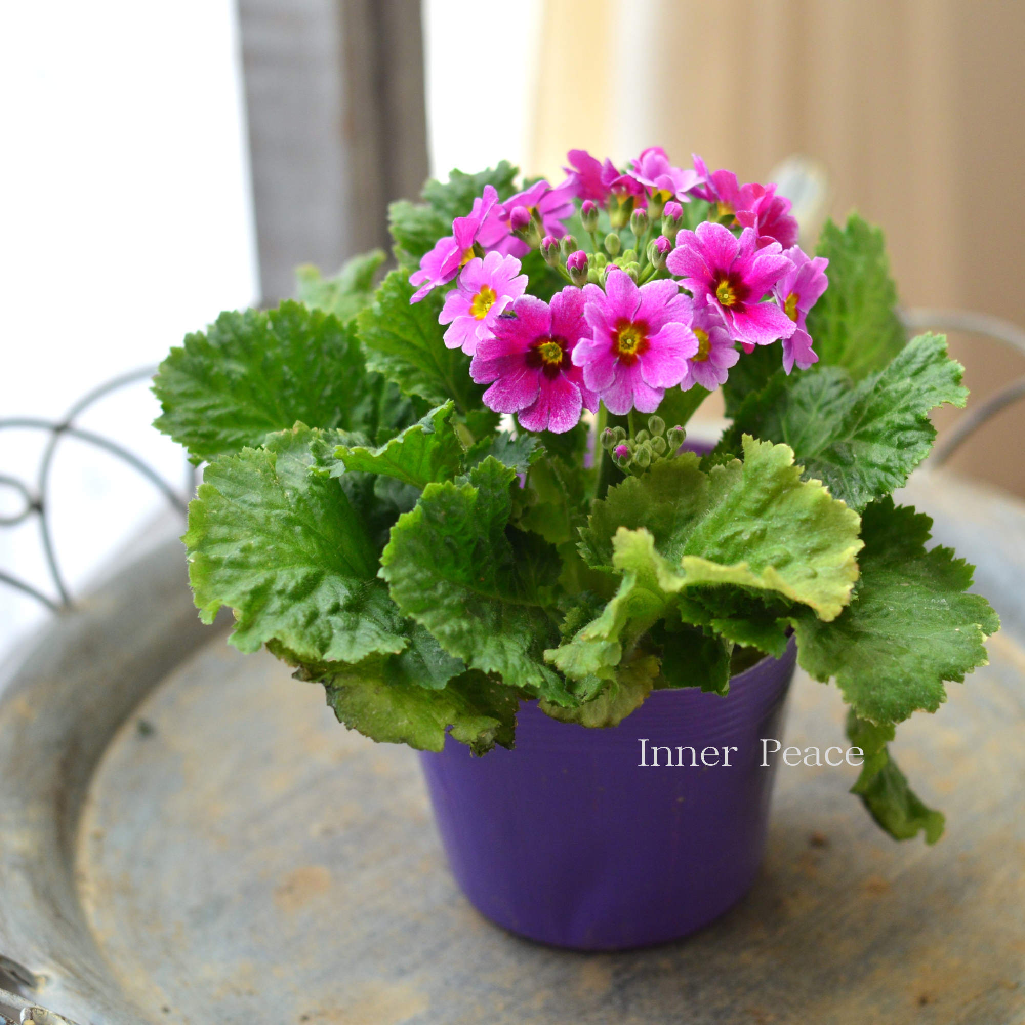 【かわいい】 プリムラ マラコイデス 『エトワール・3番』 3.5寸POT