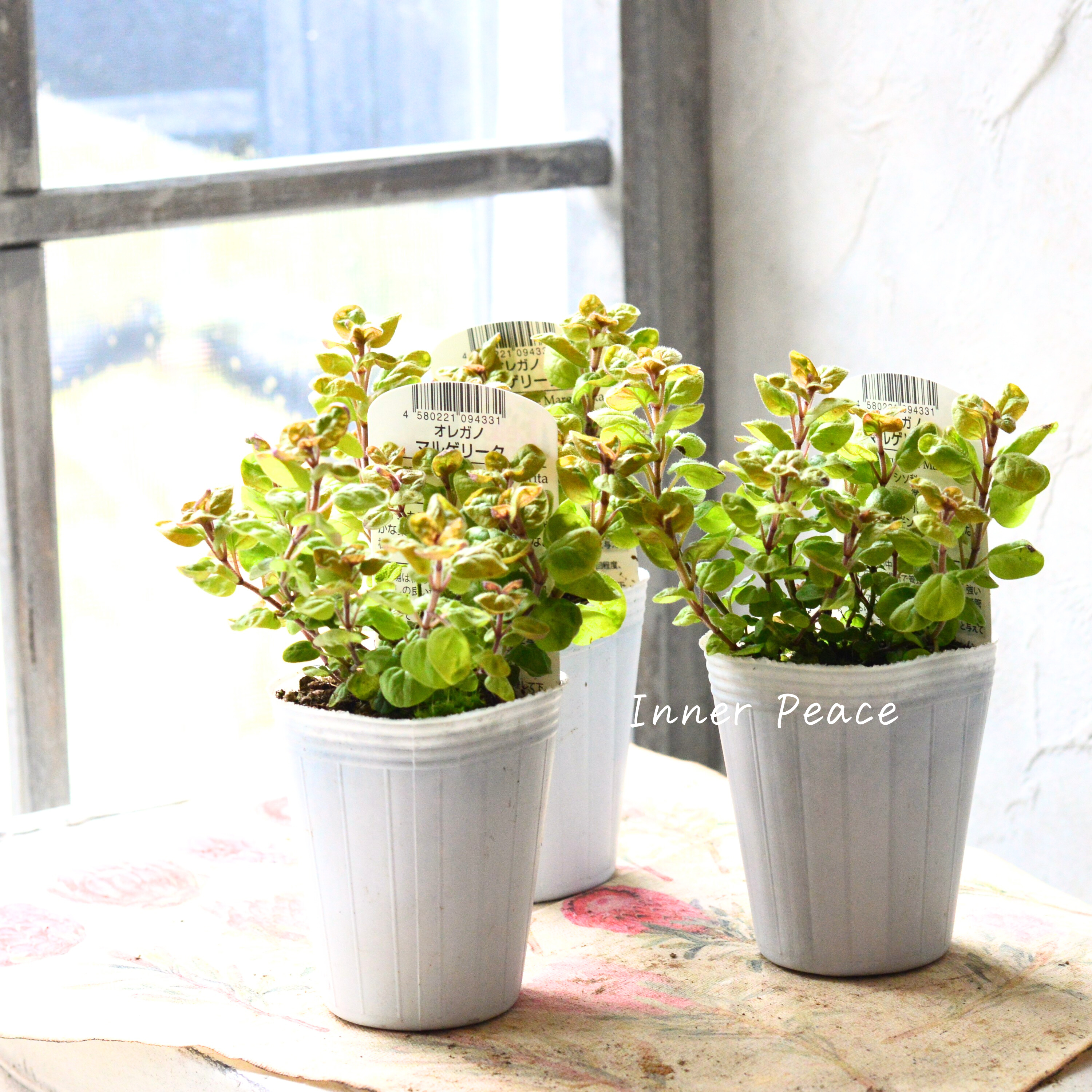 【斑入り】 オレガノ 『マルゲリータ』 3寸POT